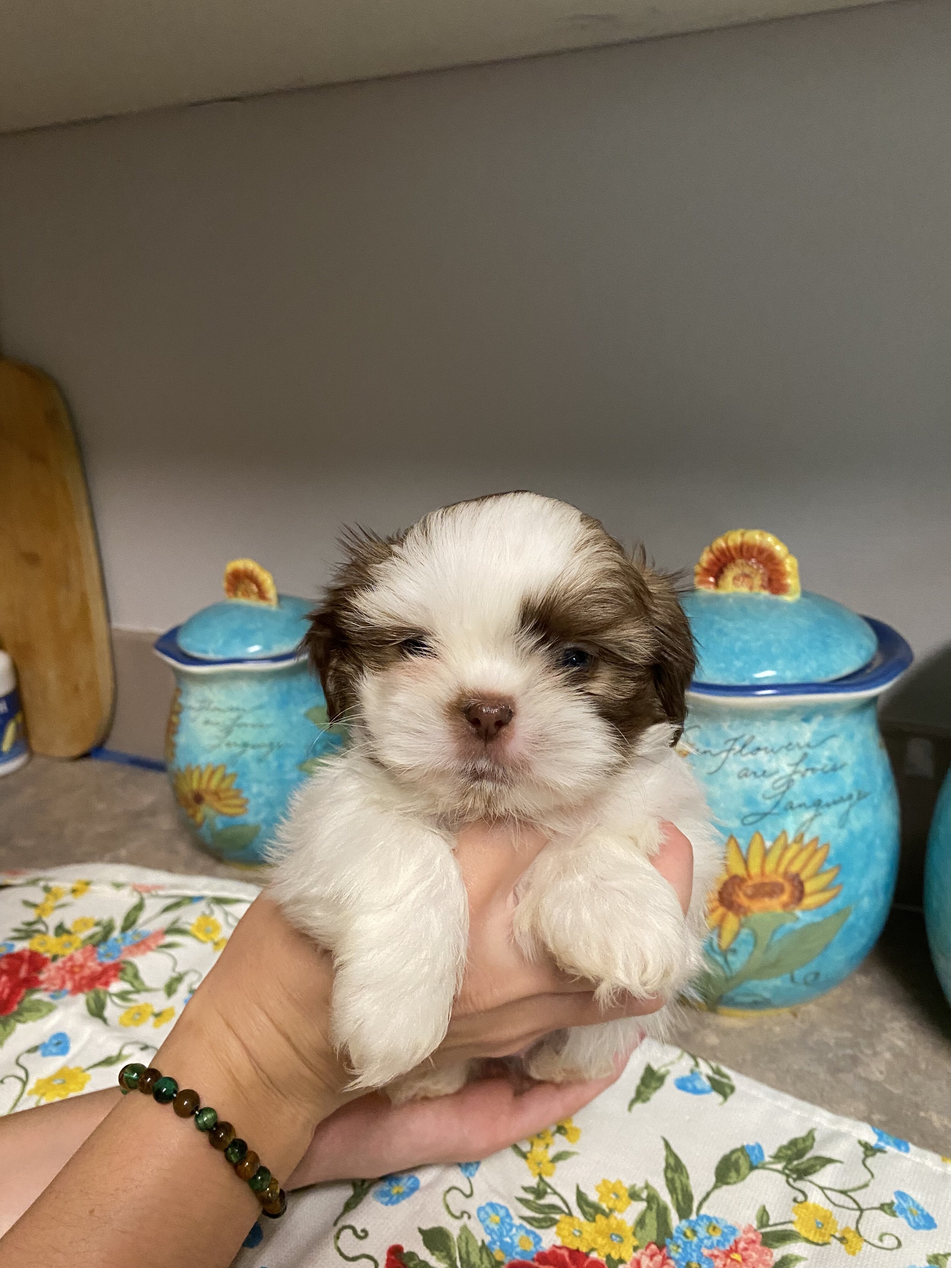 Shih-tzu puppies image 4