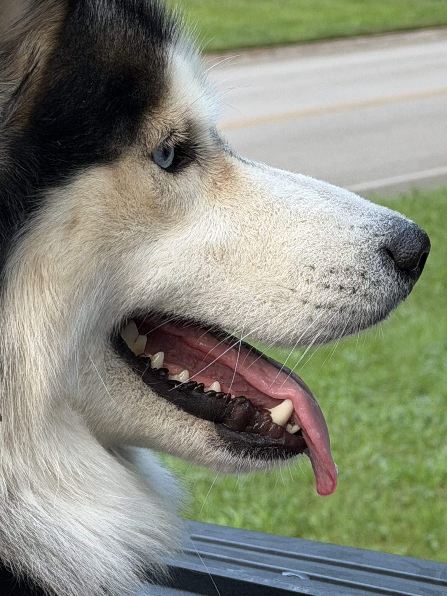 Siberian Husky for Adoption image 1