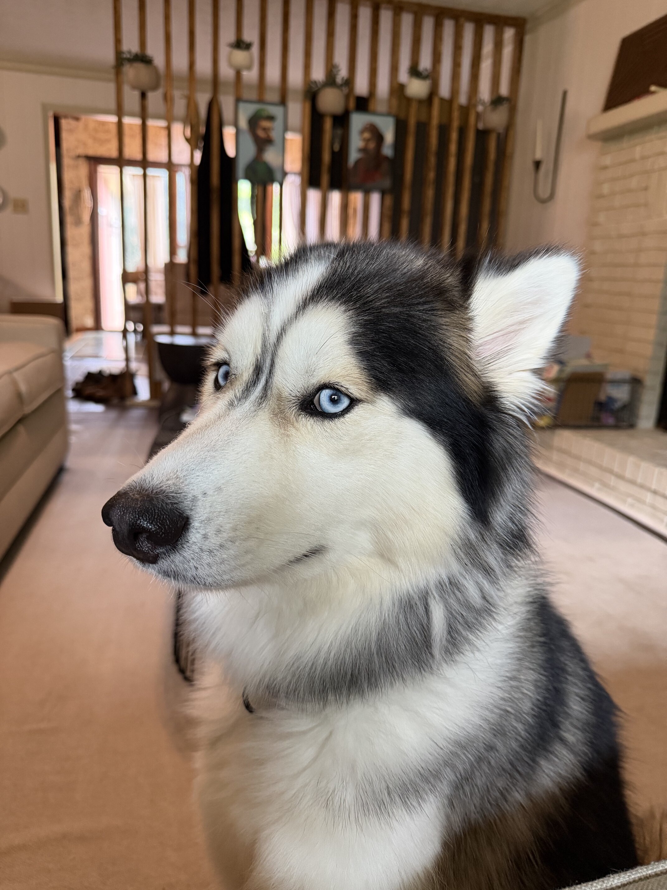 Siberian Husky for Adoption image 2