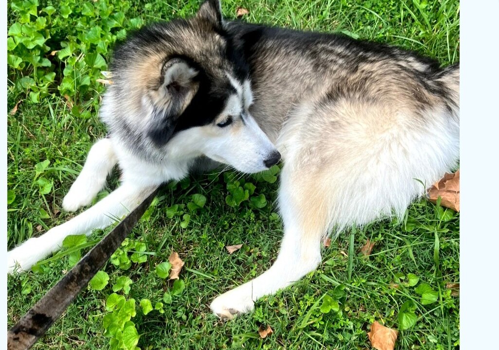 Siberian Husky for Adoption image 3