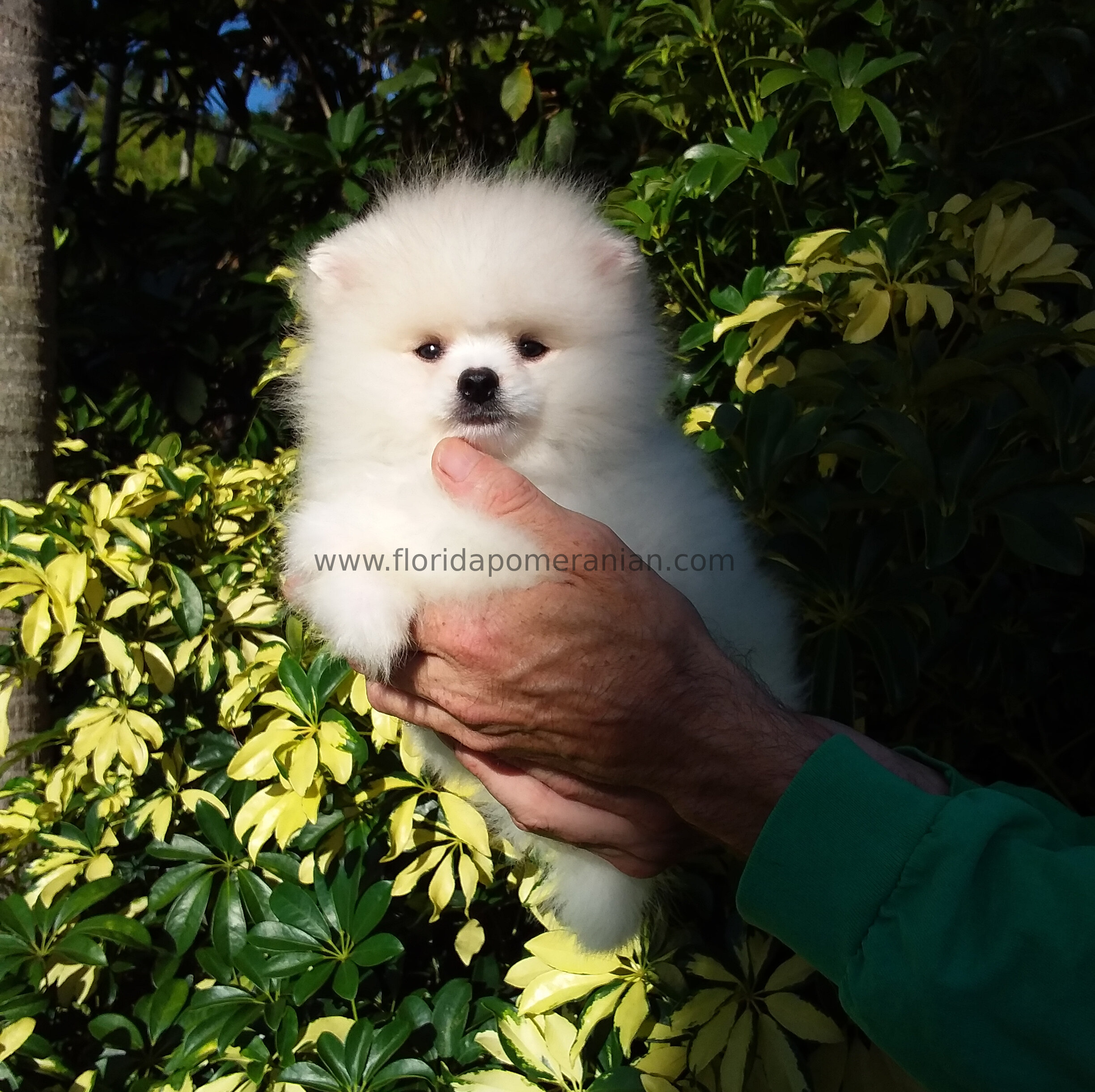 Snow-White Teddy Bear Pomeranianian  Puppy Male image 5