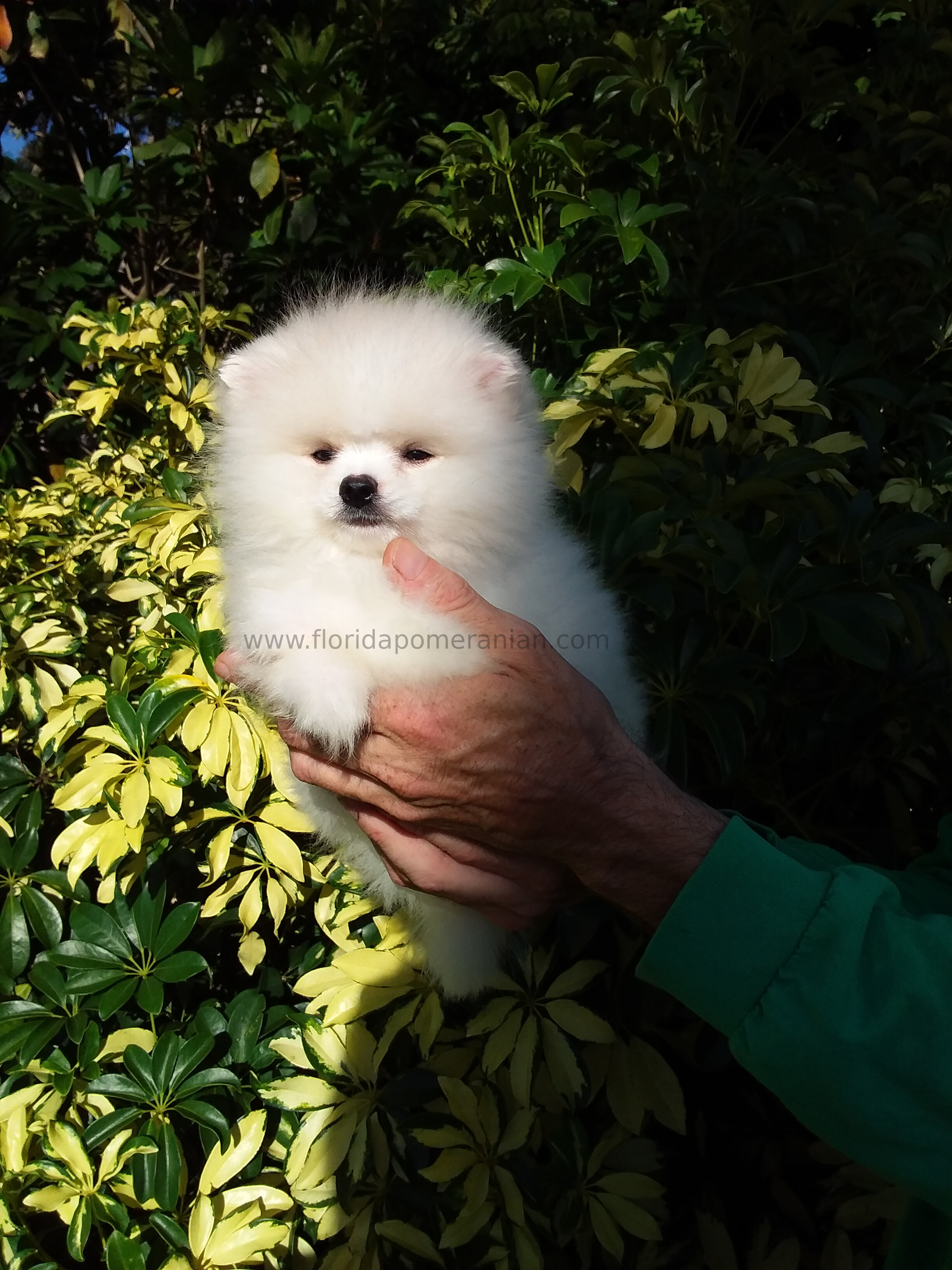 Snow-White Teddy Bear Pomeranianian  Puppy Male image 3