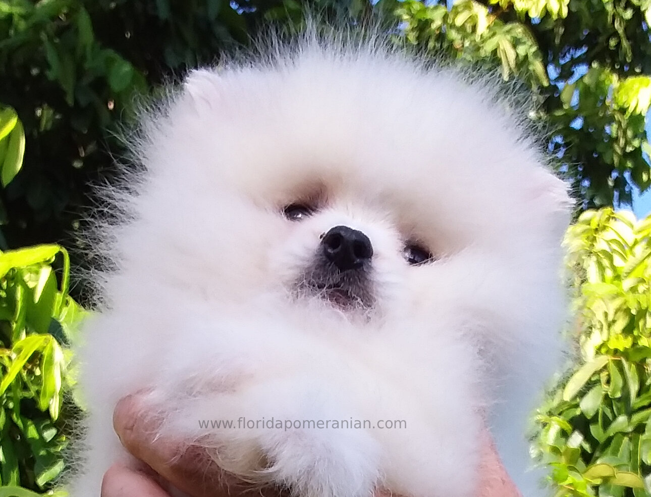 Snow-White Teddy Bear Pomeranianian  Puppy Male image 6