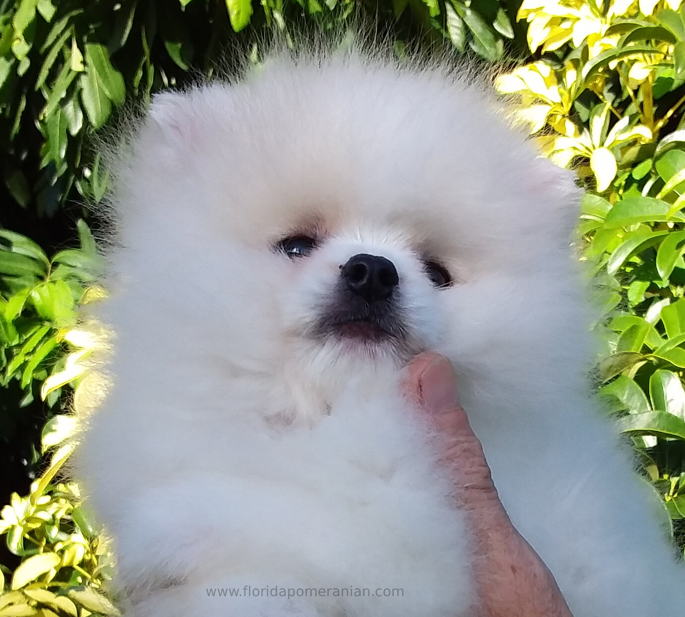 Snow-White Teddy Bear Pomeranianian  Puppy Male image 2