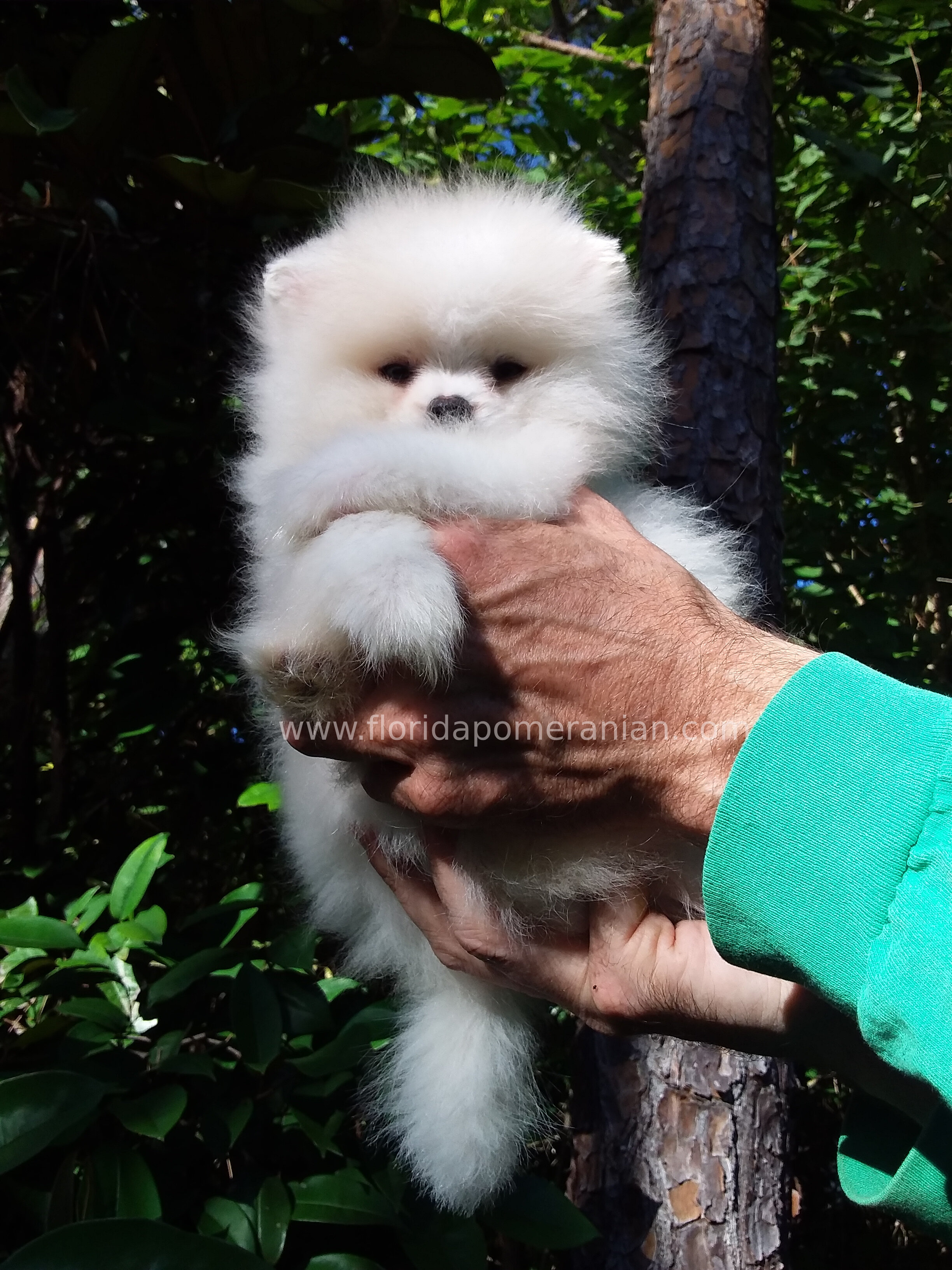 Snow-White Teddy Bear Pomeranianian  Puppy Male image 1
