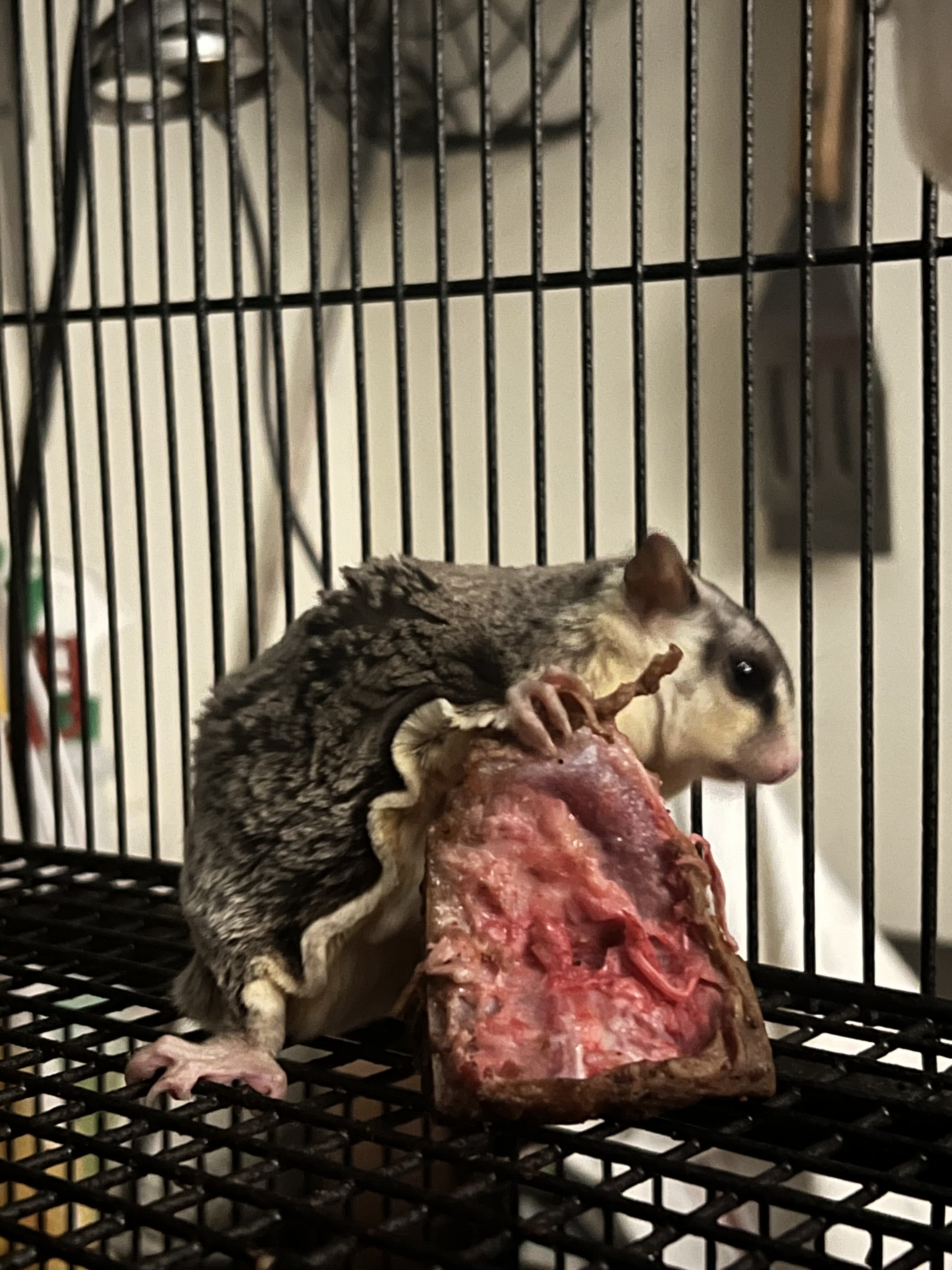 Sugar Gliders image 4