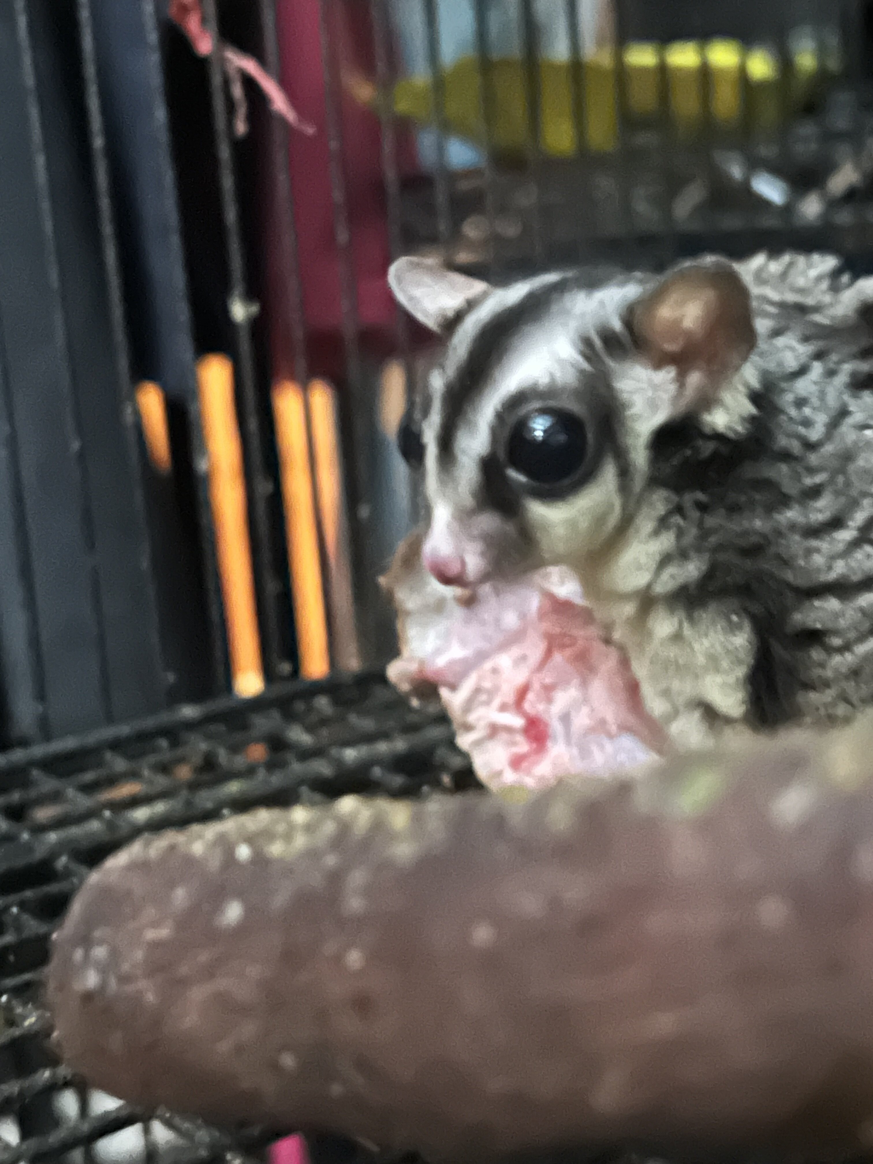 Sugar Gliders image 3