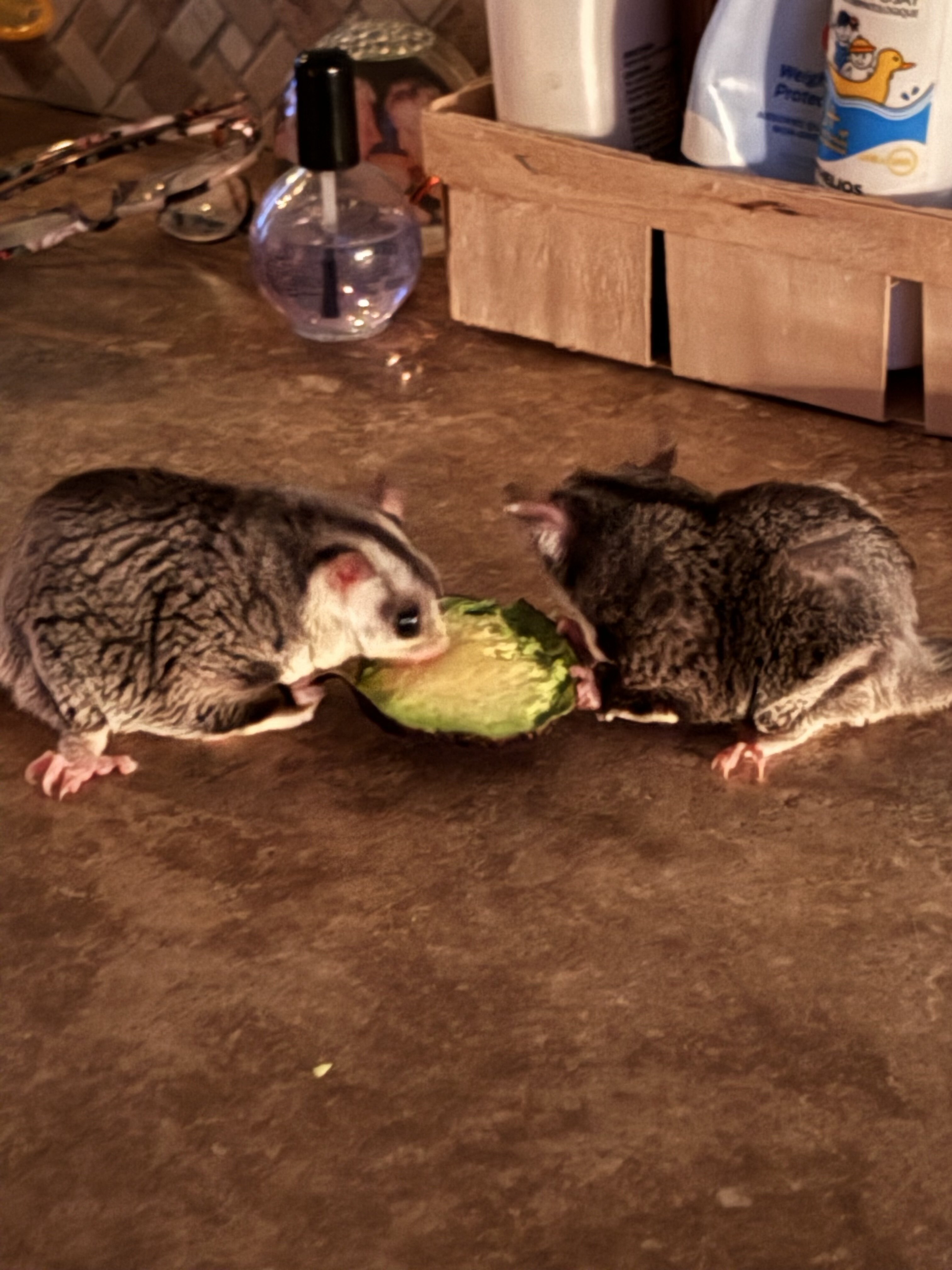 Sugar Gliders image 2
