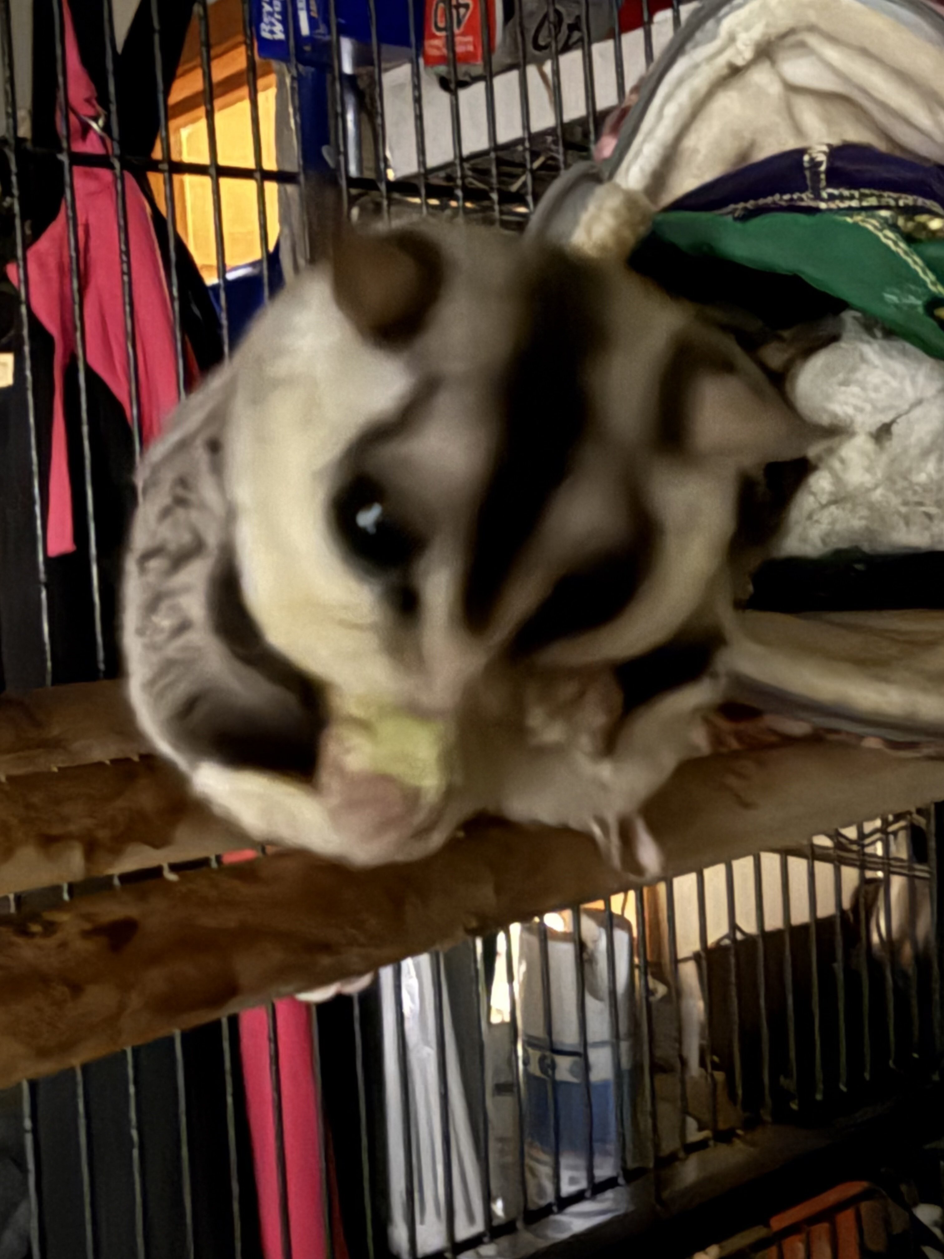 Sugar Gliders image 1