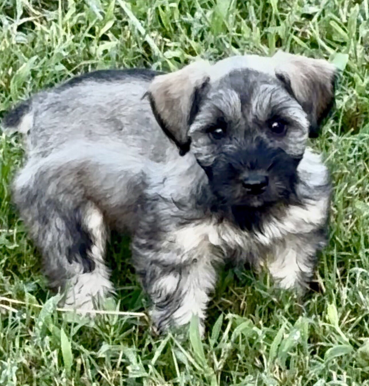Miniature Schnauzer Puppy image 1
