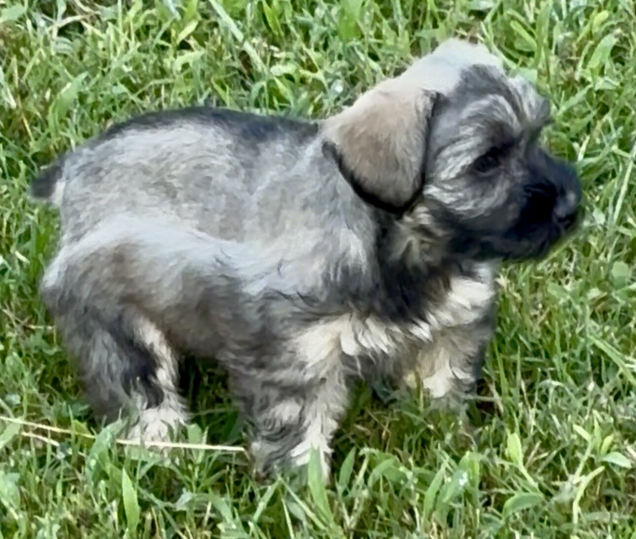 Miniature Schnauzer Puppy image 2