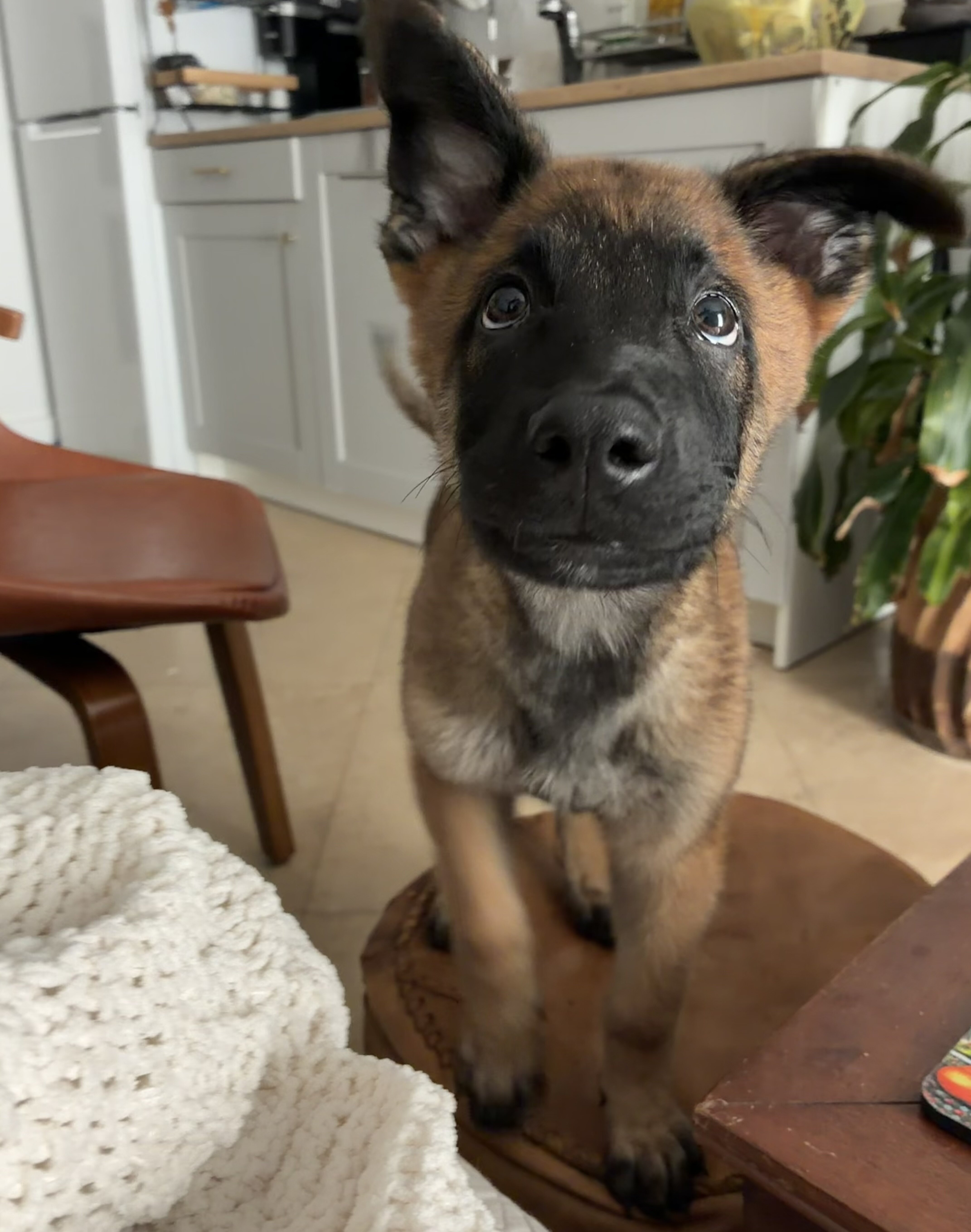 Belgian Malinois puppy image 1