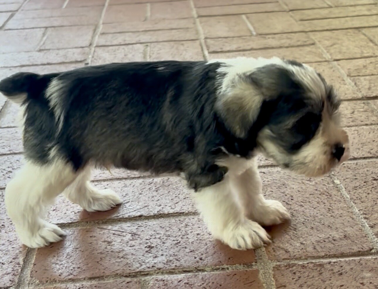 Miniature Schnauzer Bucket image 2