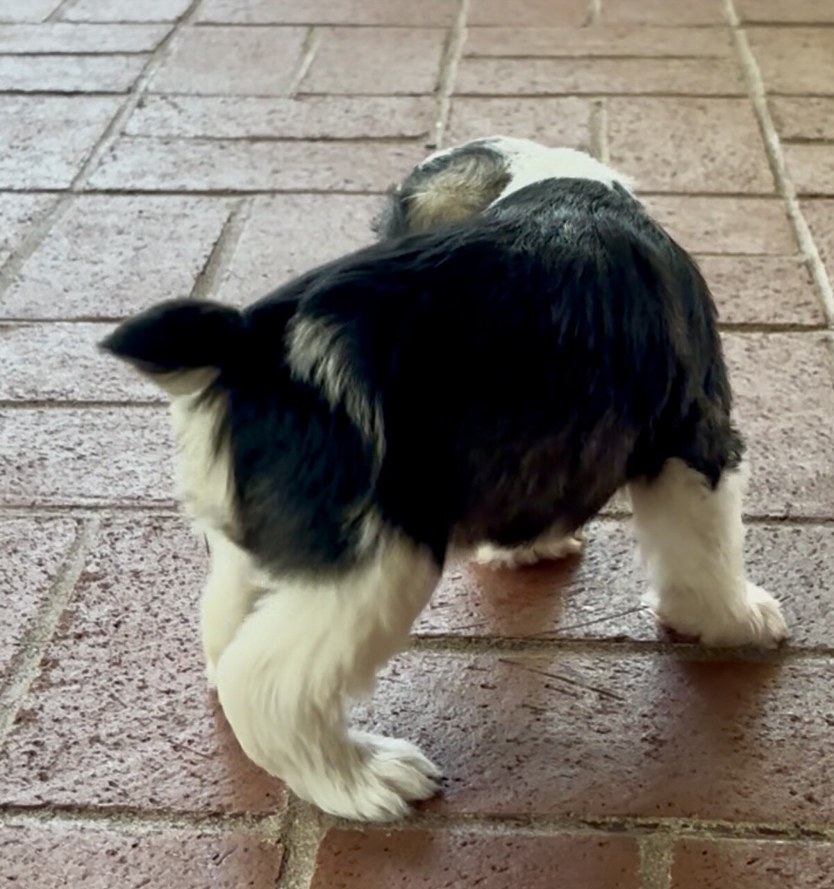 Miniature Schnauzer Bucket image 3