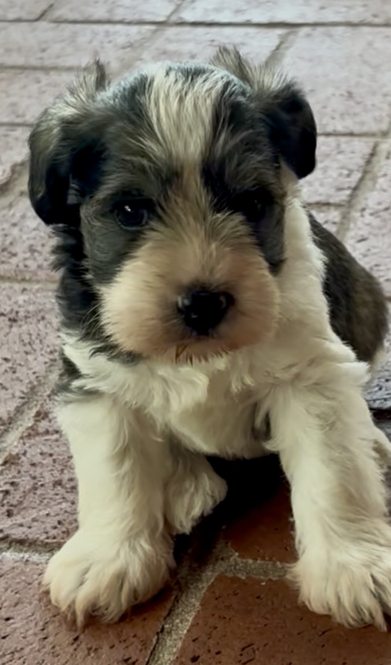 Miniature Schnauzer Bucket image 5