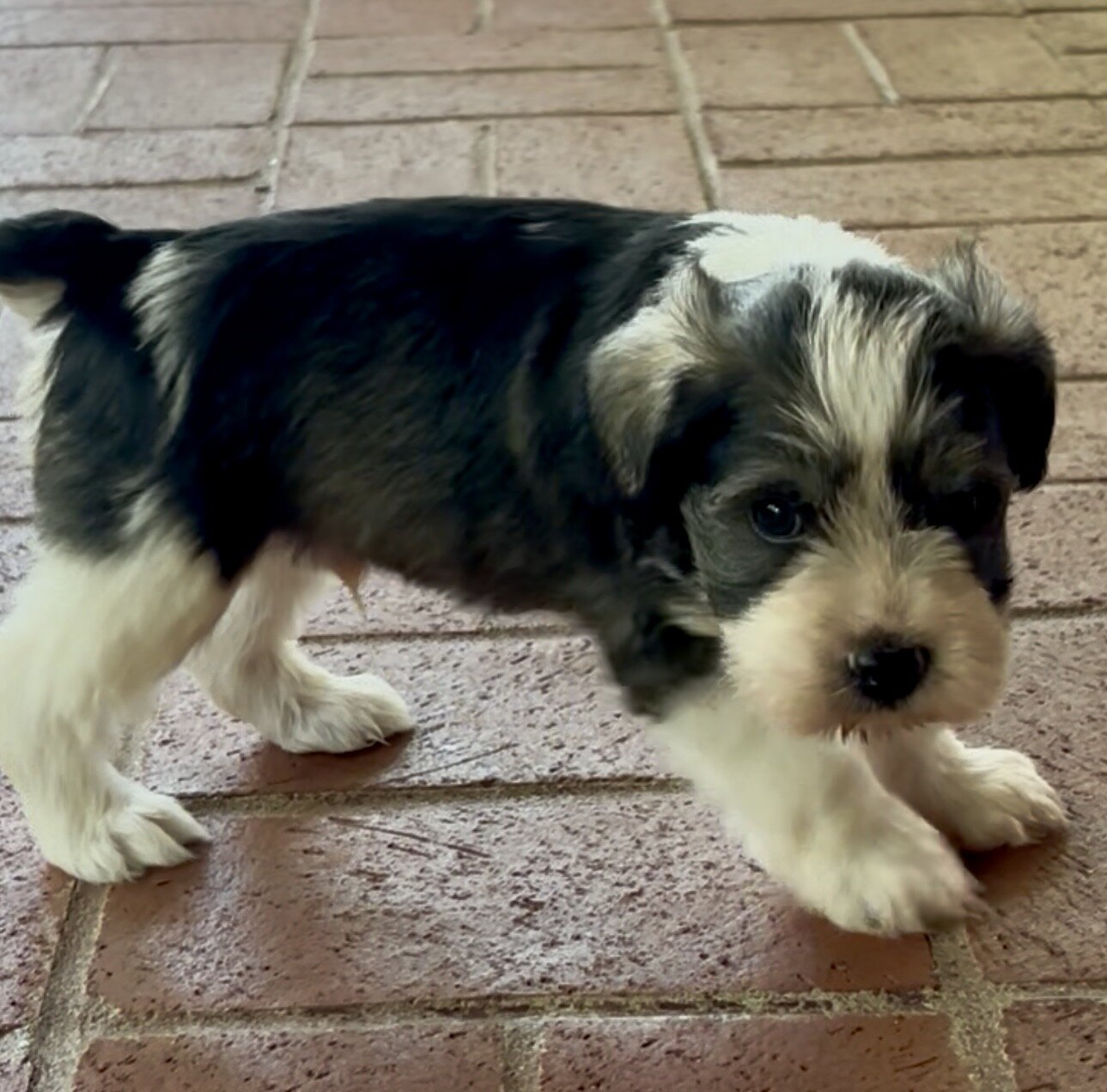 Miniature Schnauzer Bucket image 4