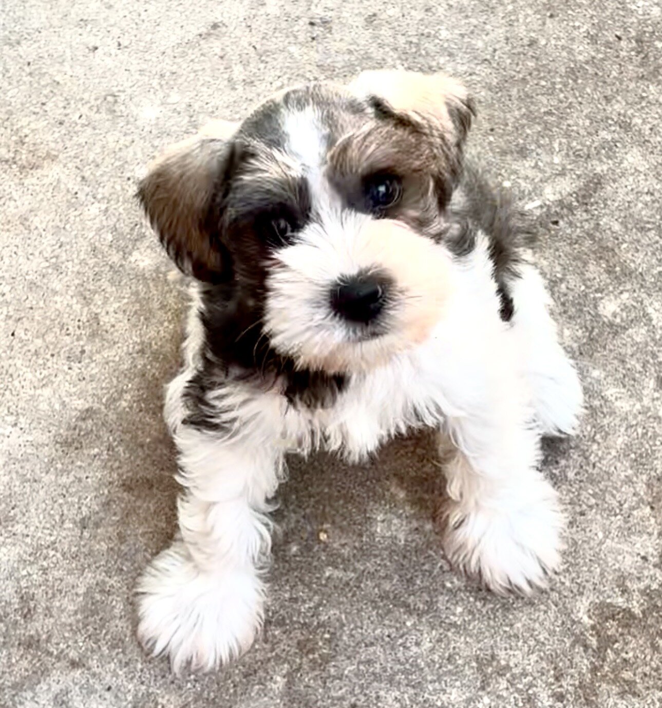 Miniature Schnauzer Bucket image 1