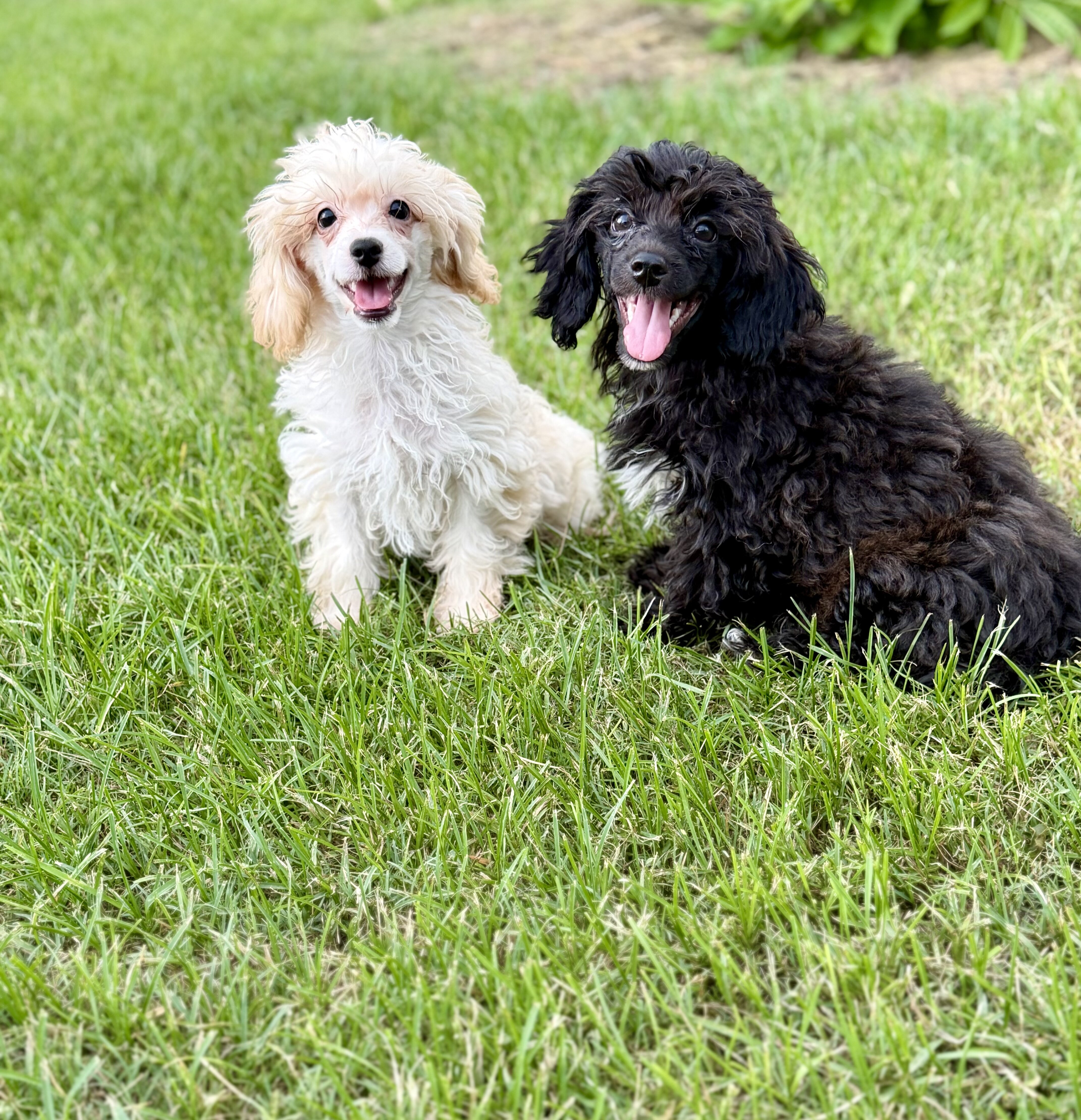 ShihPoo image 1