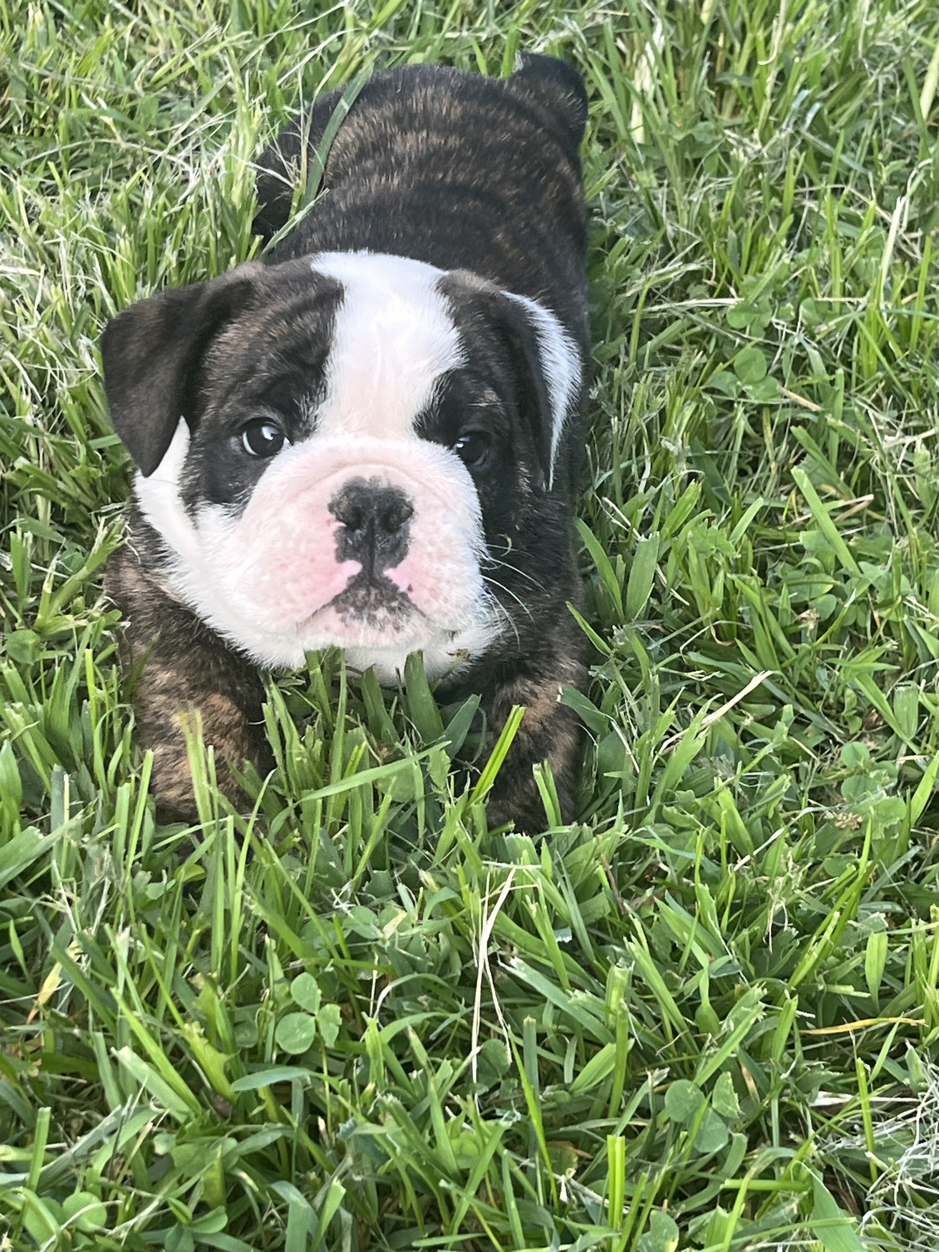 English Bulldog pup image 3