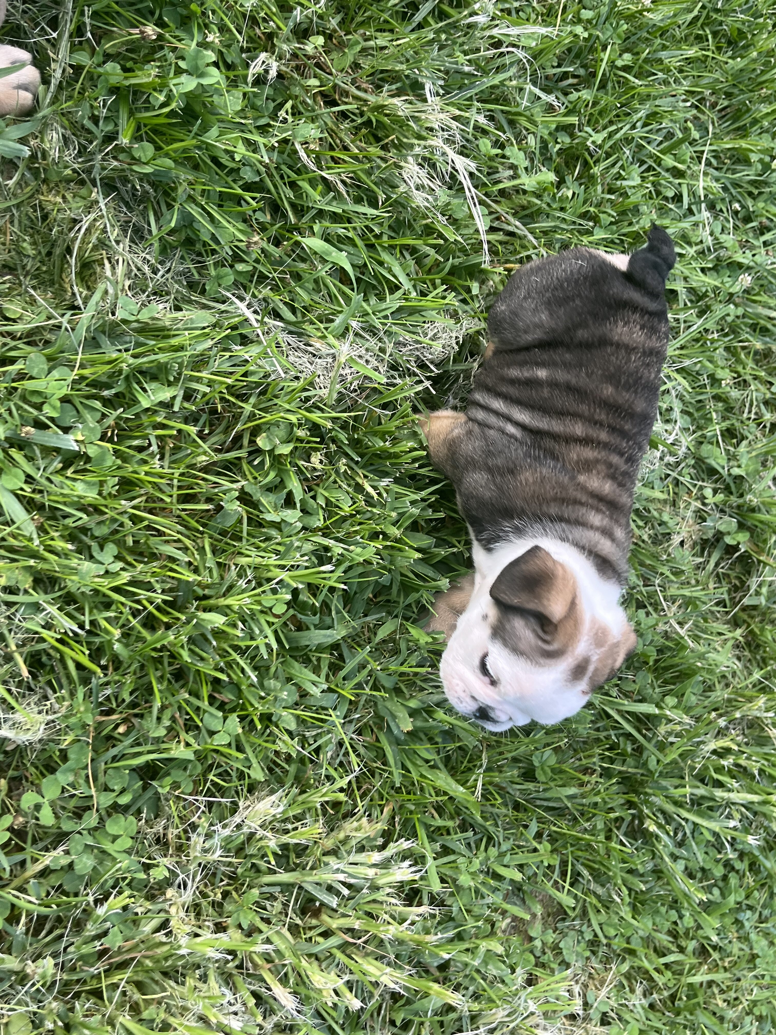 English Bulldog pup image 1