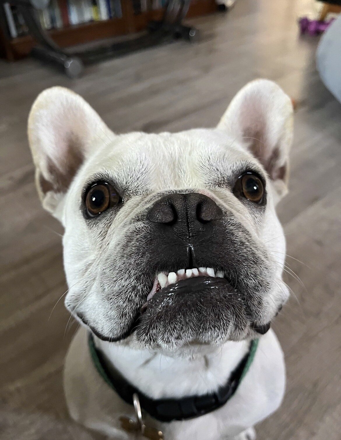 2 Years 3 Months French Bulldog image 1