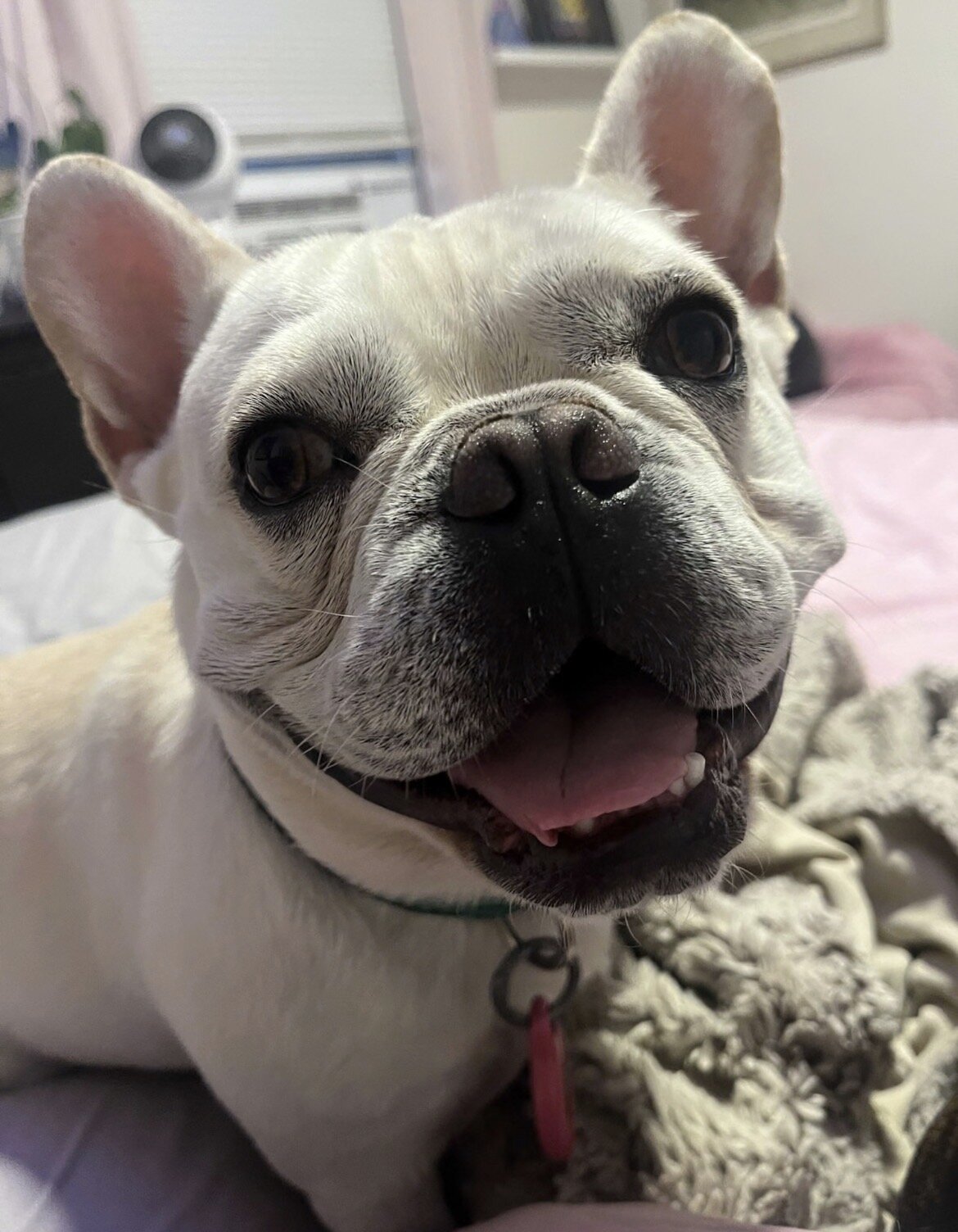 2 Years 3 Months French Bulldog image 3