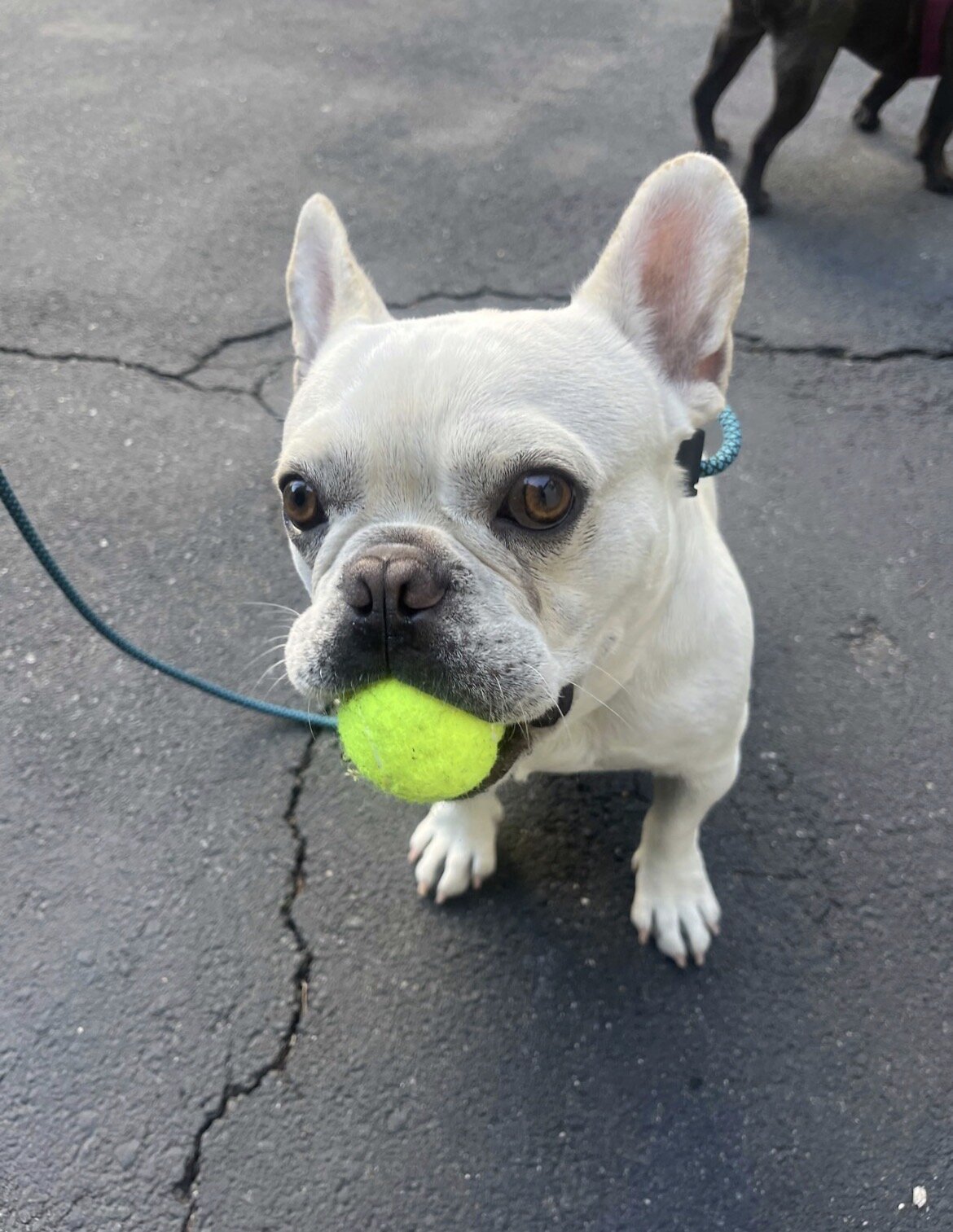 2 Years 3 Months French Bulldog image 2