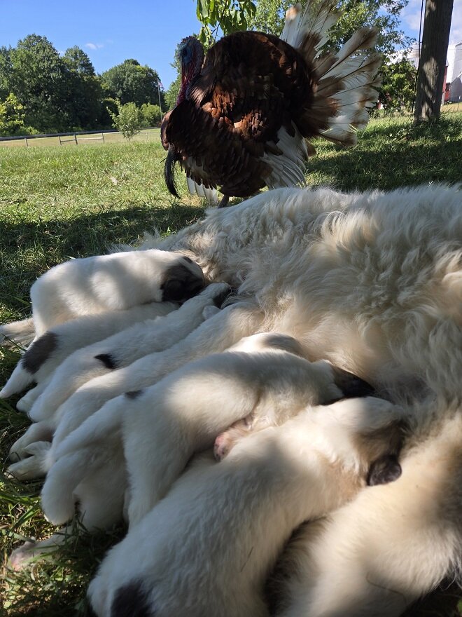 Great Pyrenees Puppies image 2