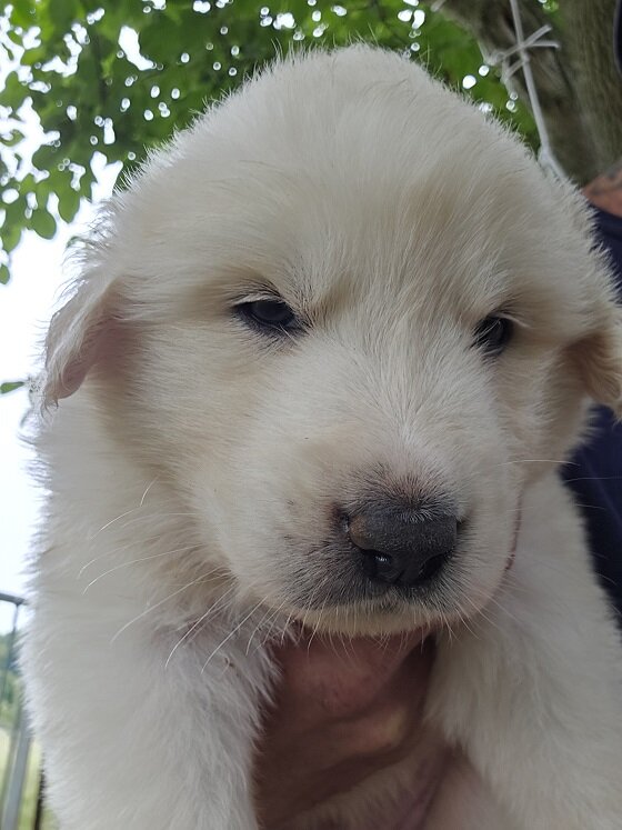 Great Pyrenees Puppies image 1