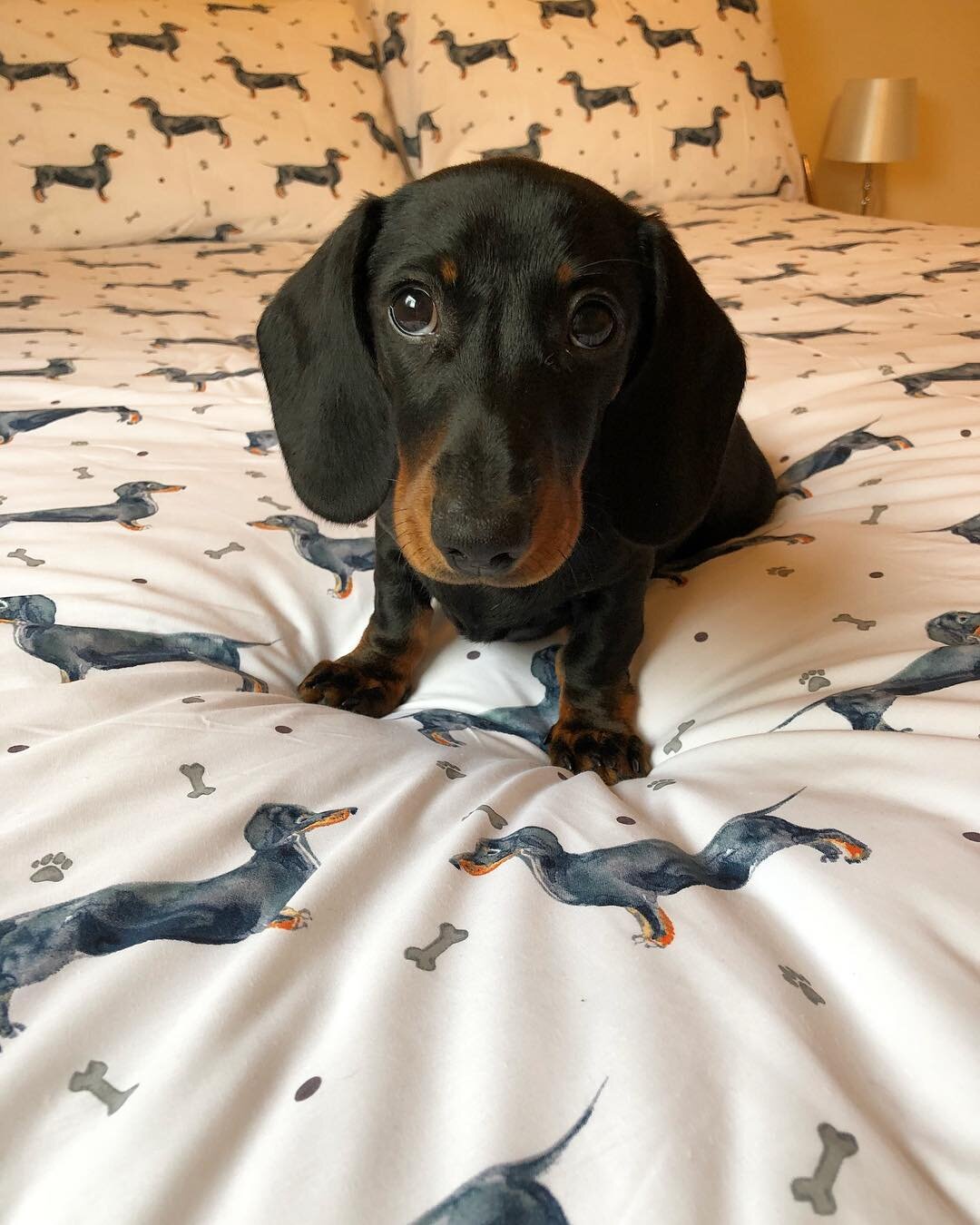 Wow Gorgeous Dachshund puppies image 1