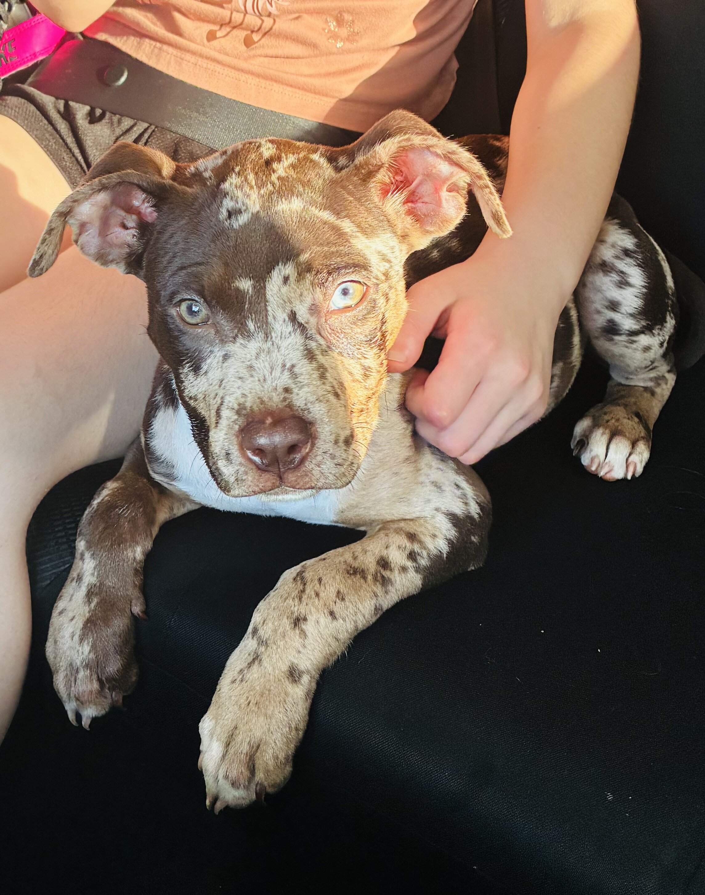 Puppy image 1