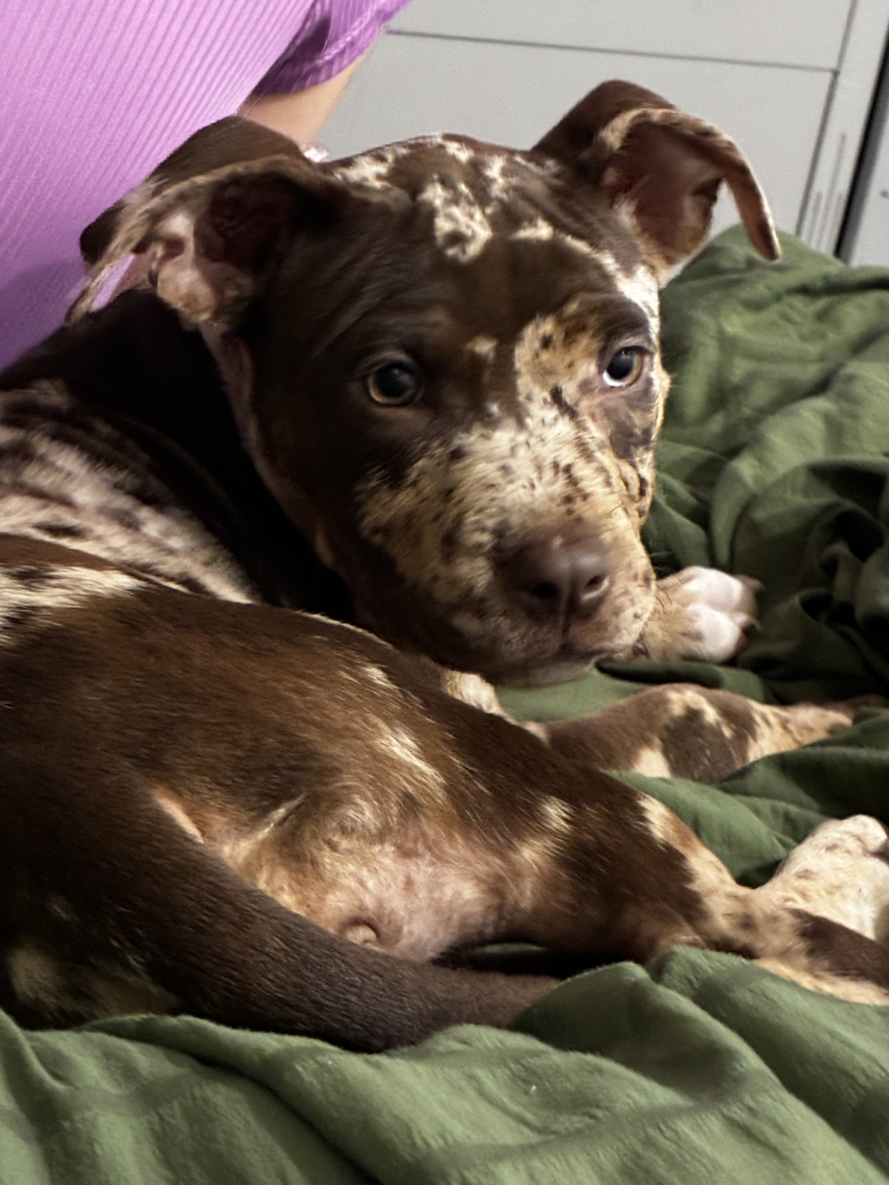 Puppy image 2