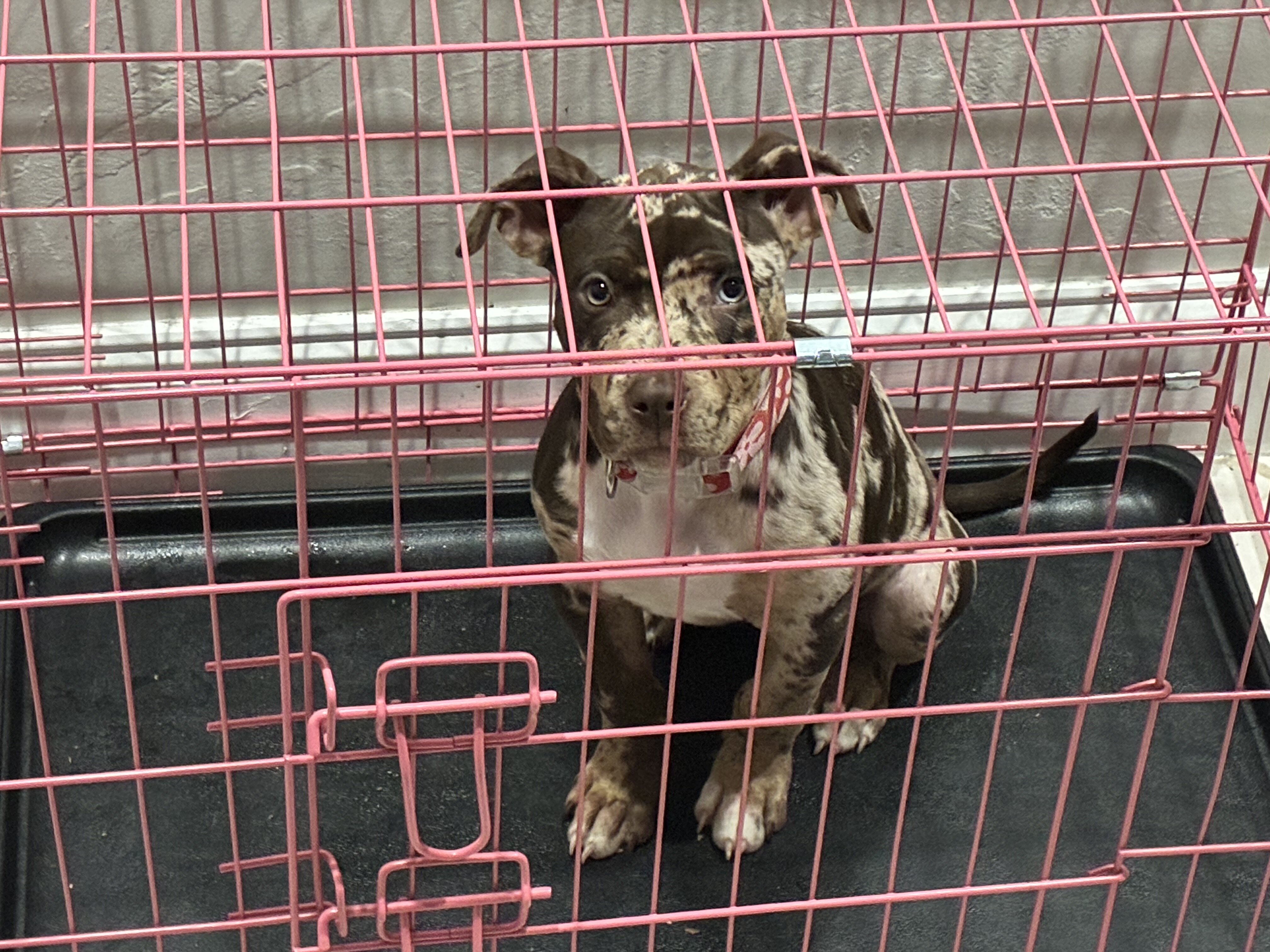Puppy image 4