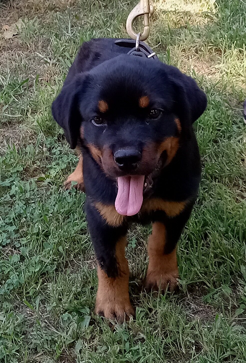 German Rottweiler image 3