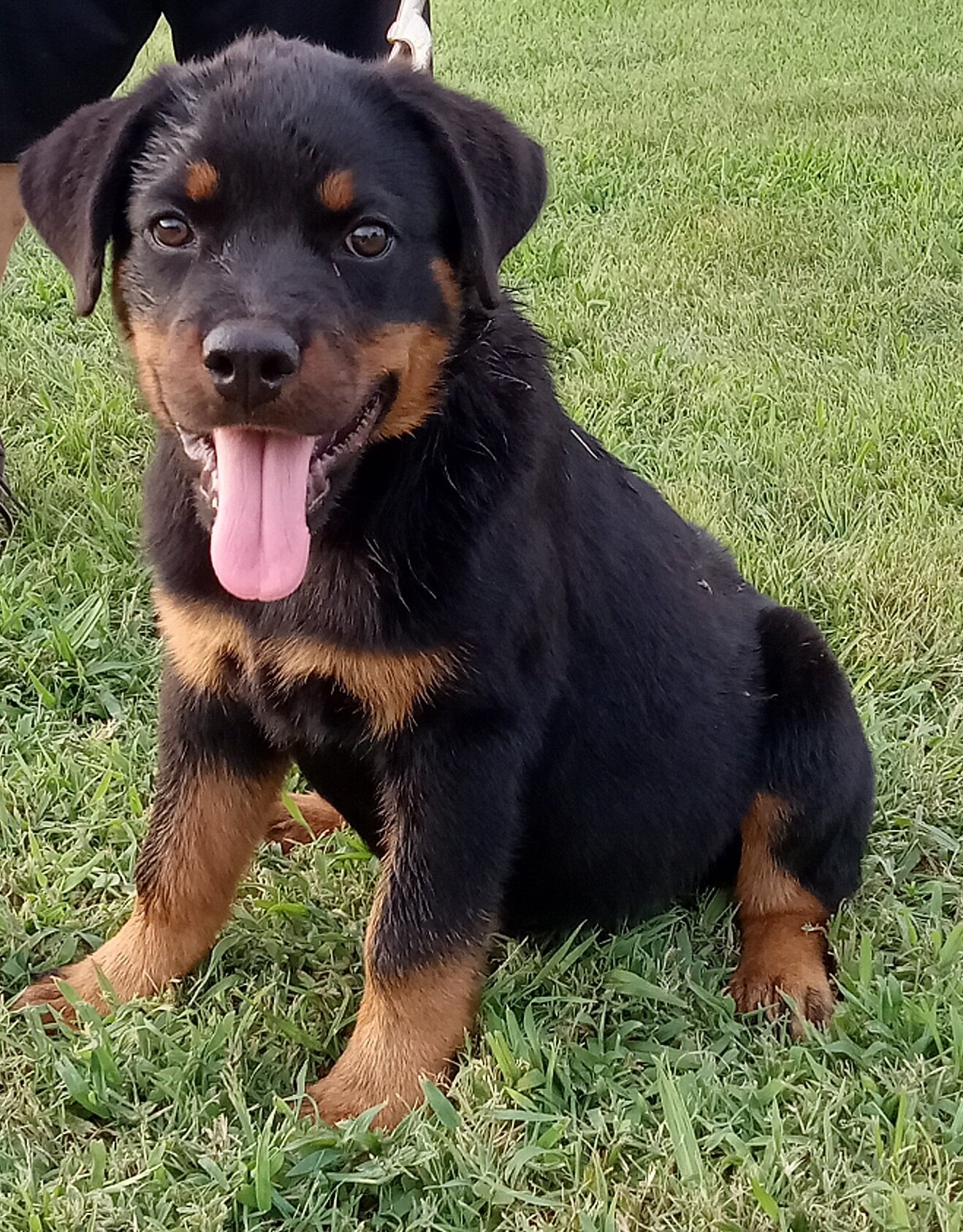 German Rottweiler image 2