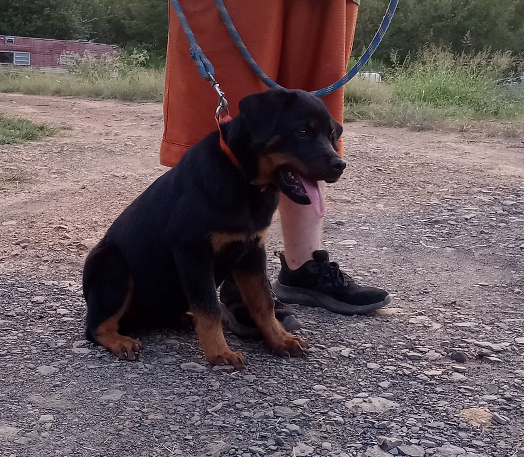 German Rottweiler image 1