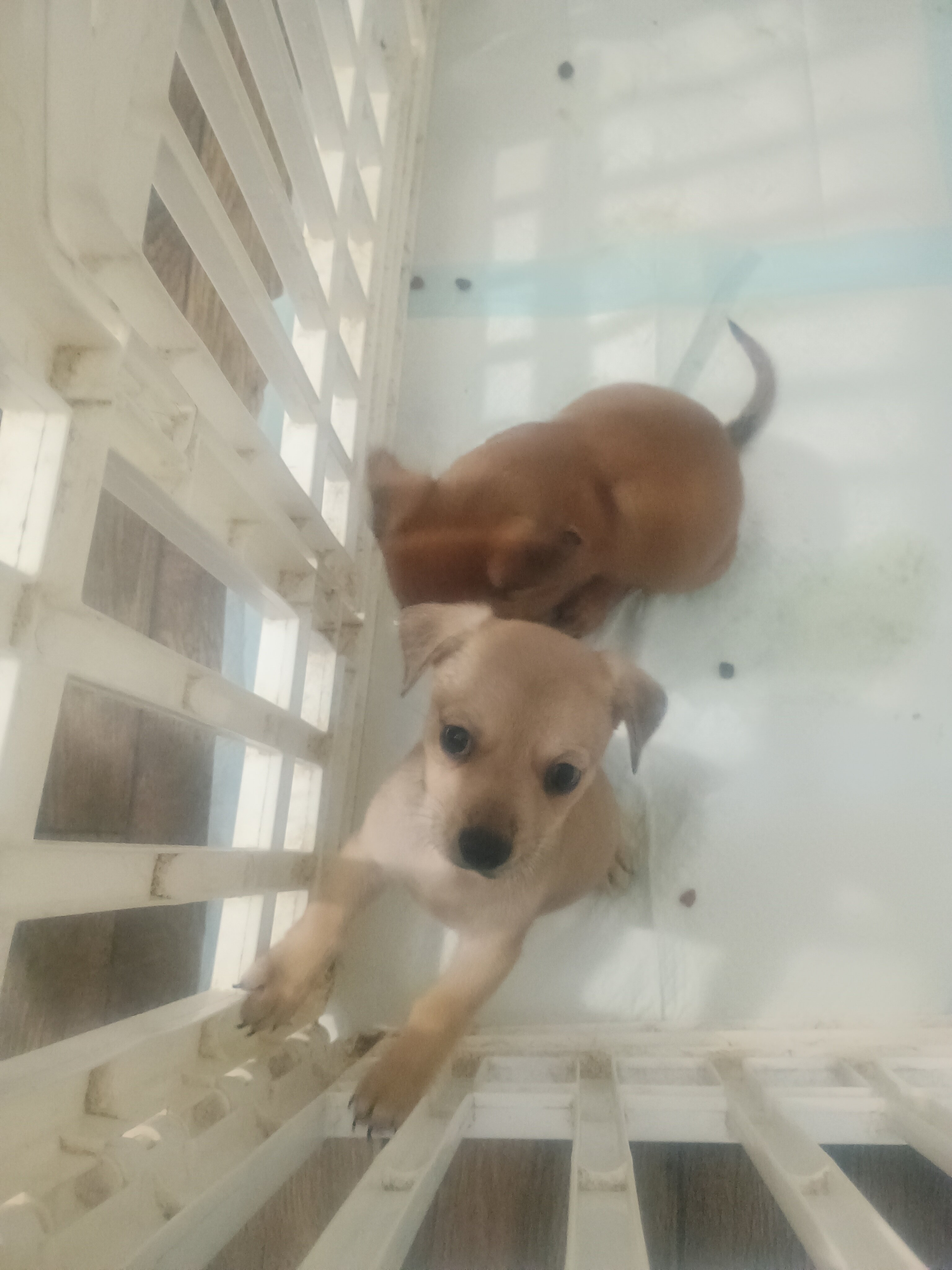 Two girl chiweenies left image 1