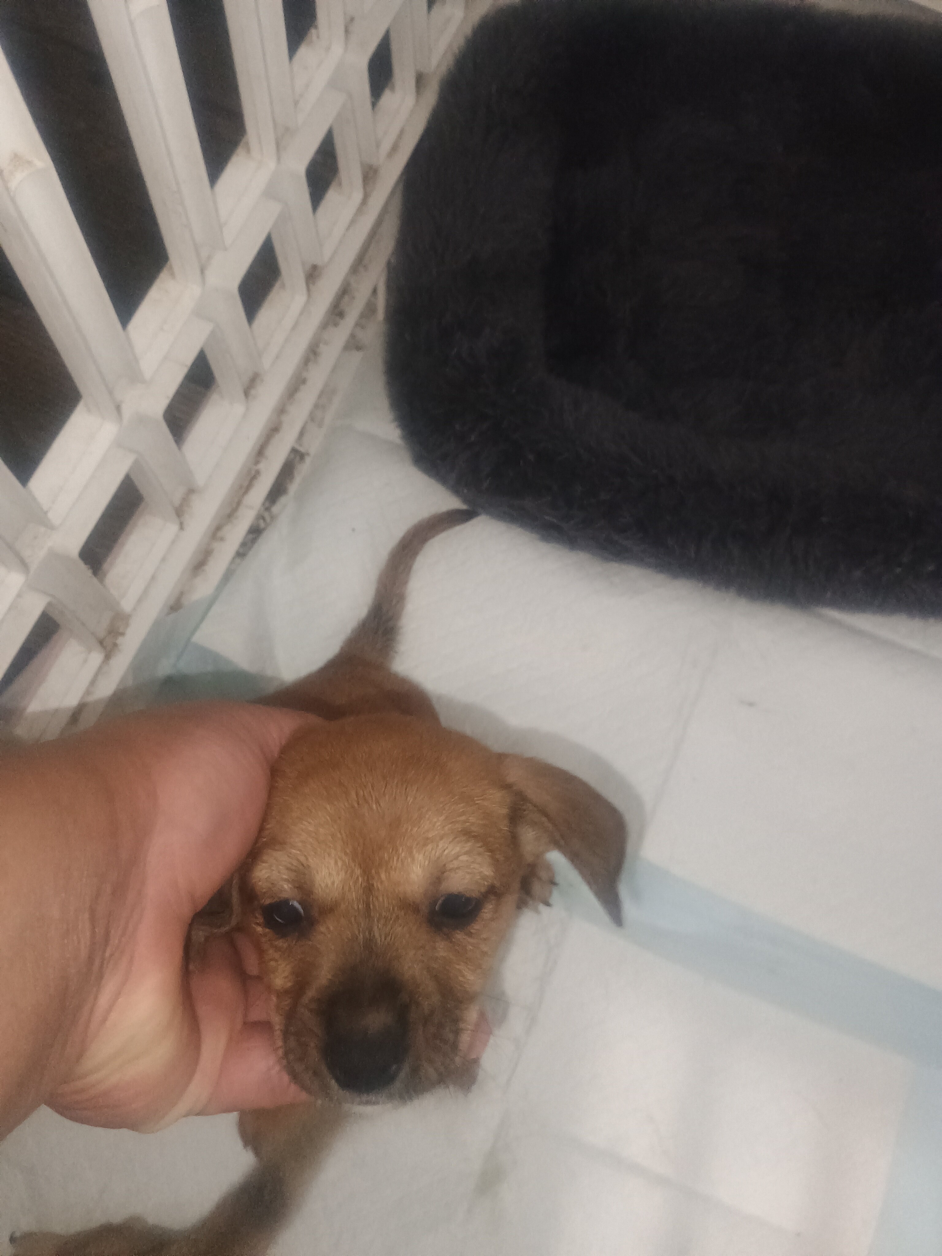 Two girl chiweenies left image 2