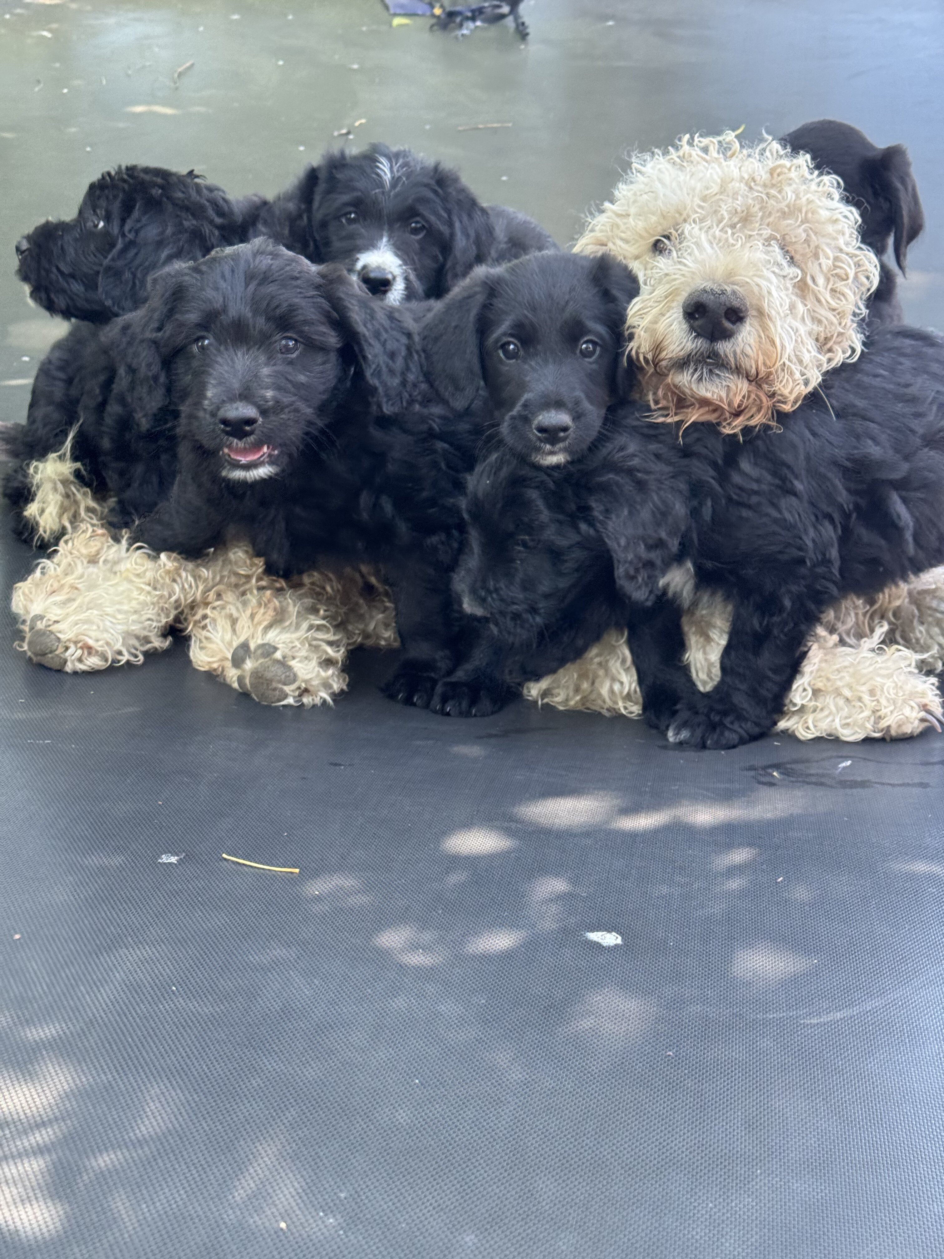 Borderdoodle pups image 2