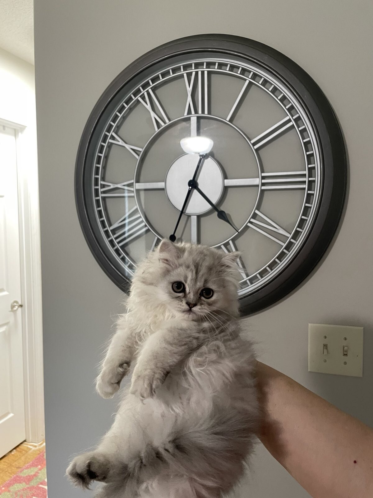 Persian kittens image 5
