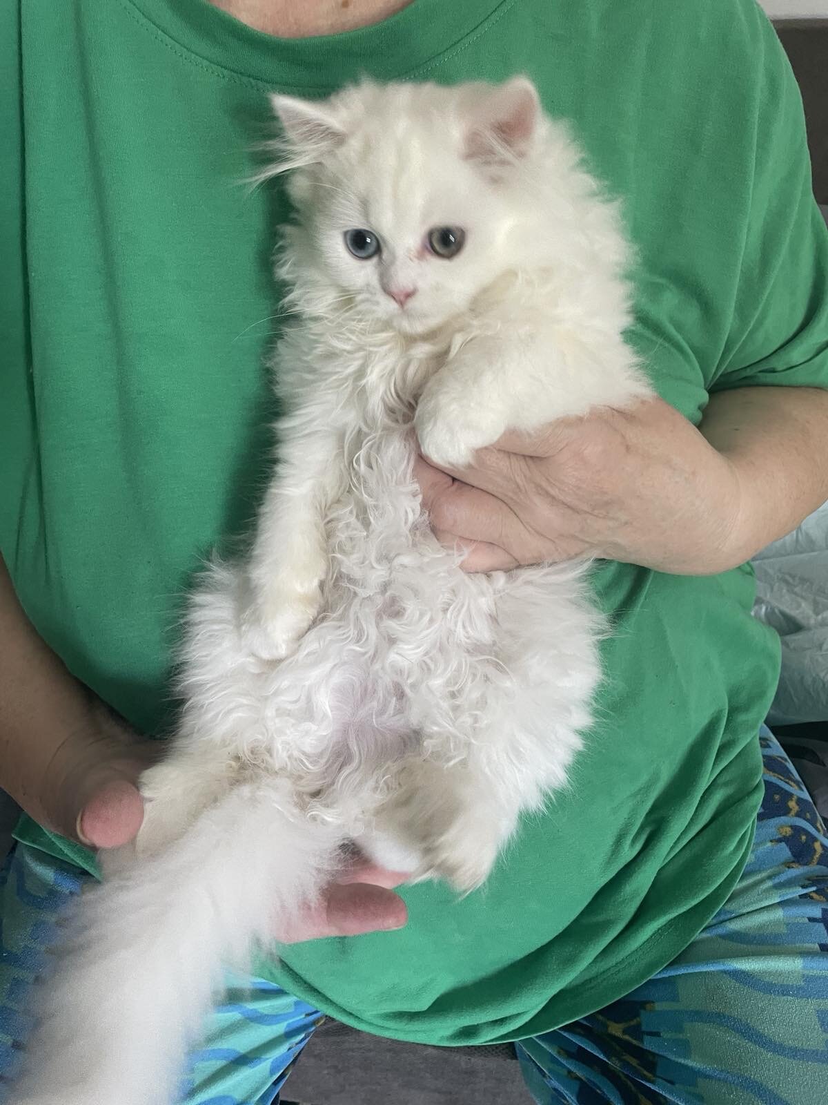 Persian kittens image 1