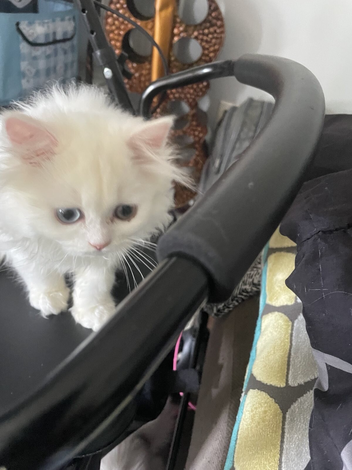 Persian kittens image 4