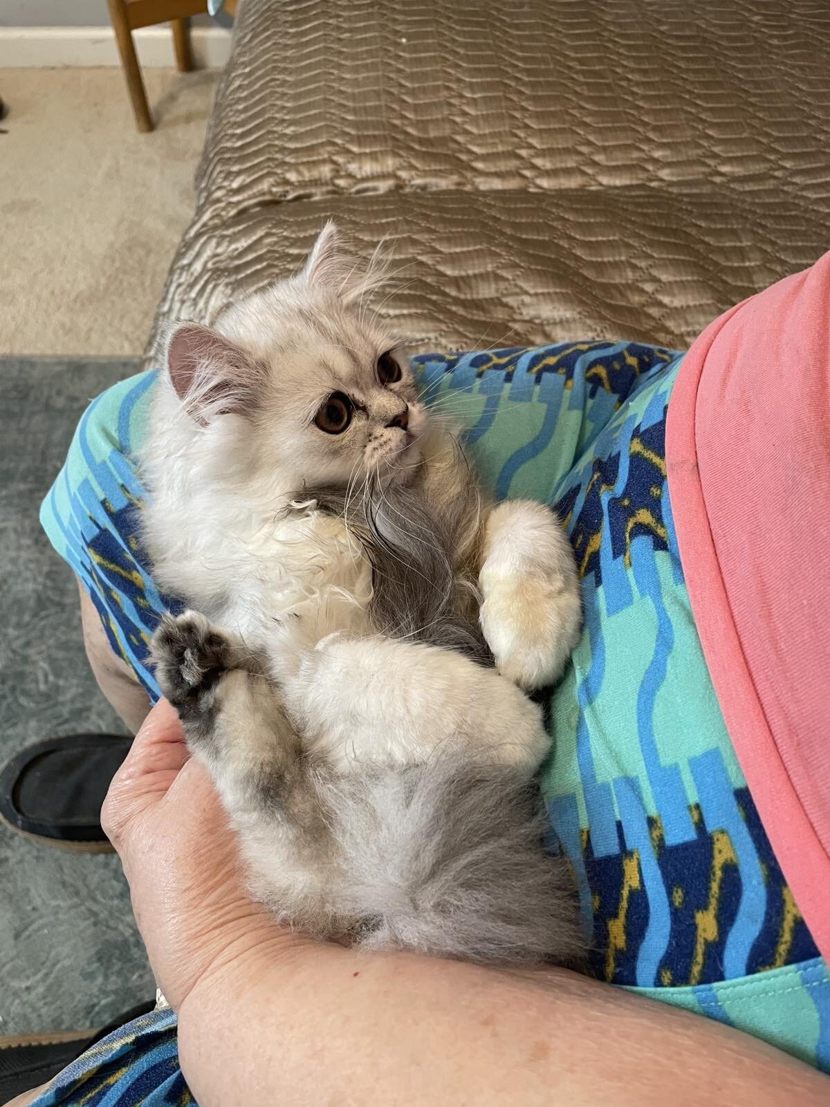 Persian kittens image 2