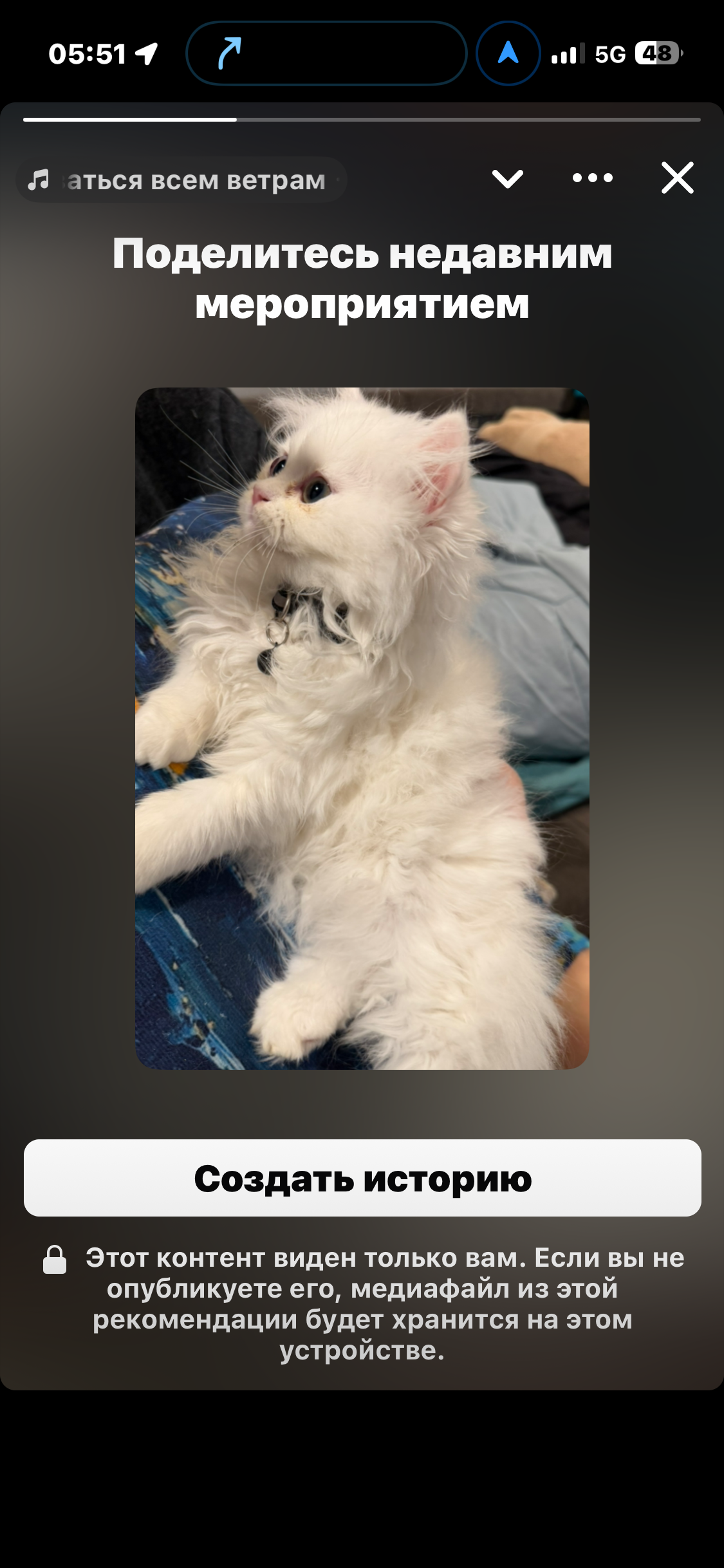 Persian kittens image 3