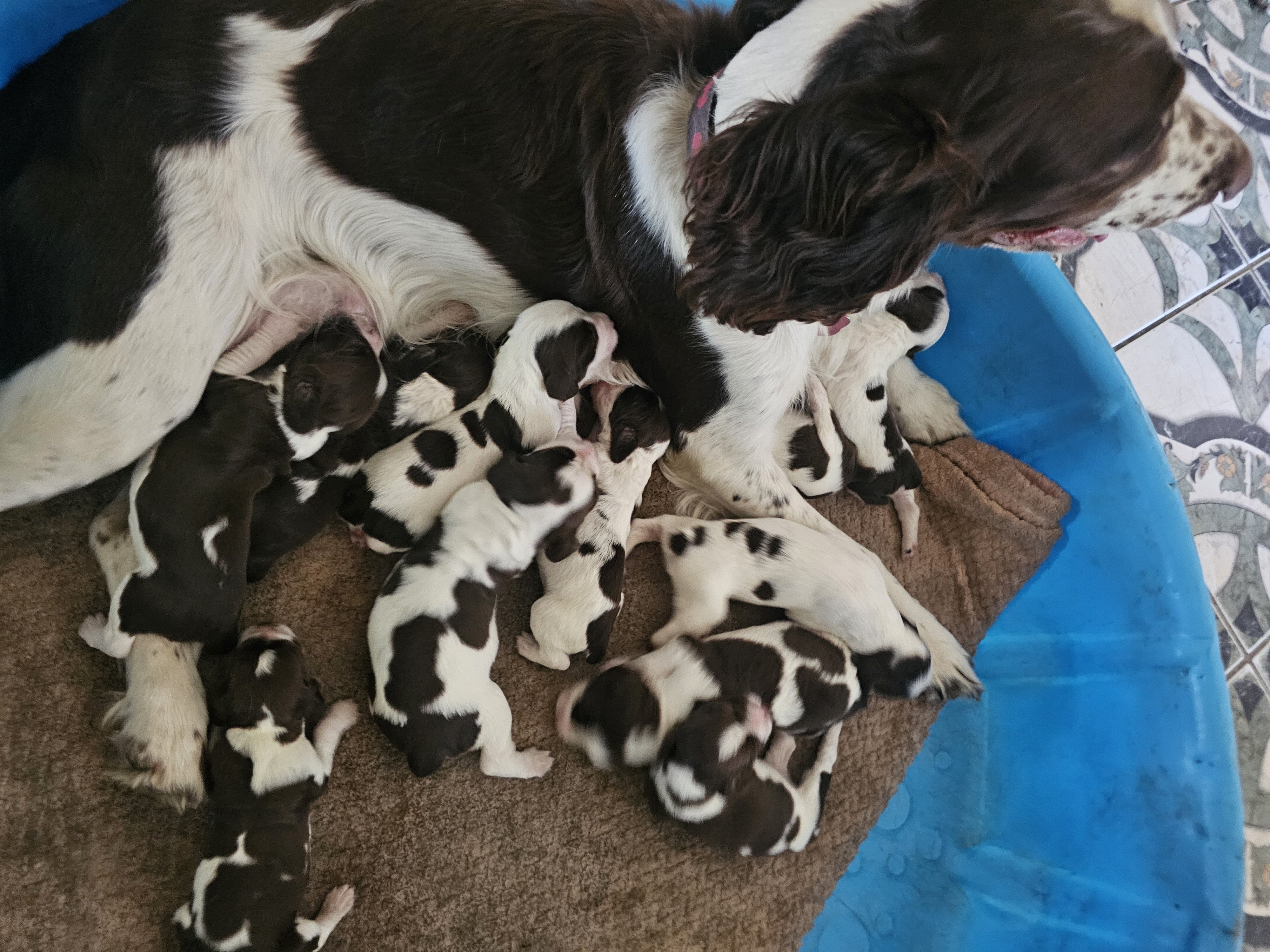 English springer spaniel image 1