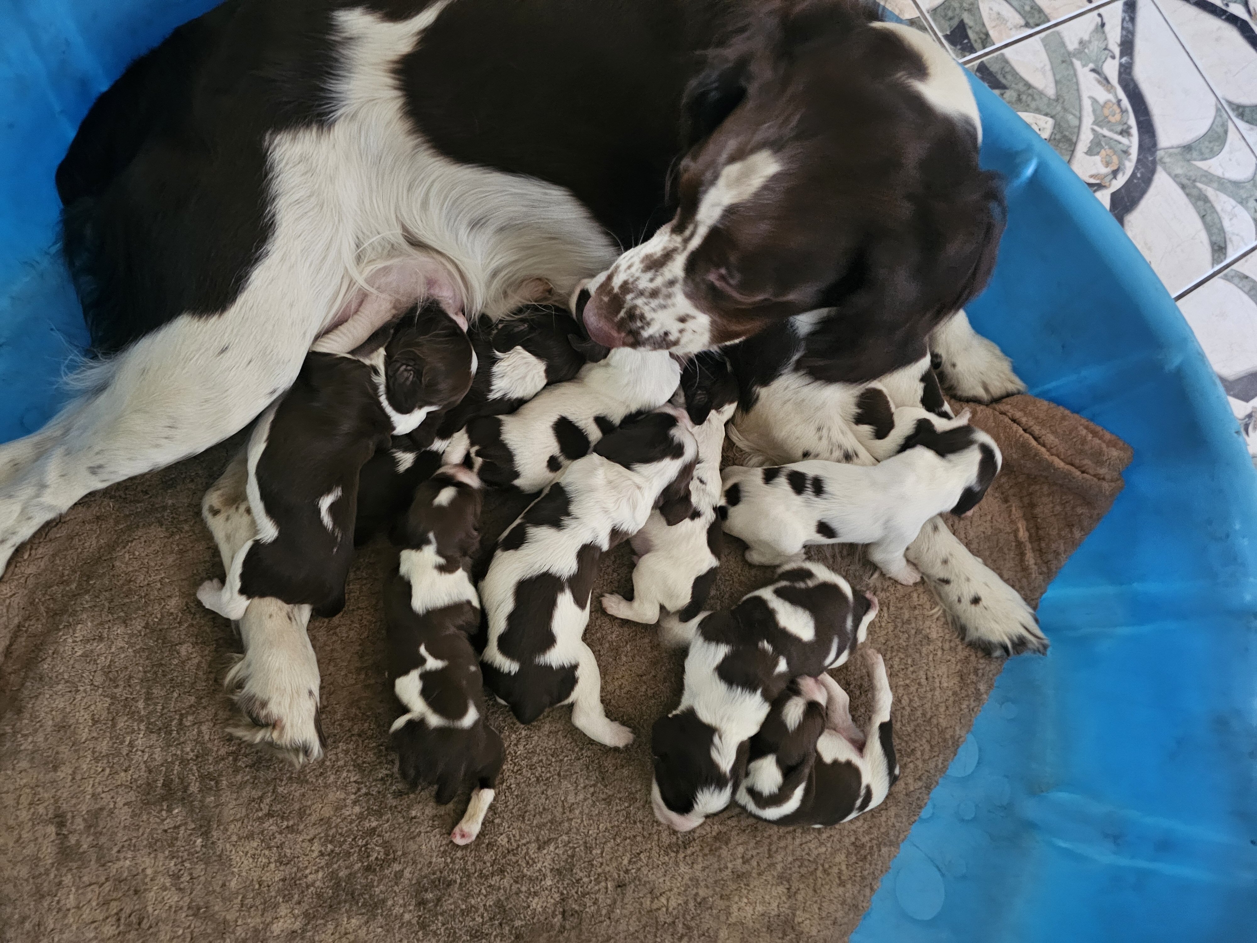 English springer spaniel image 2