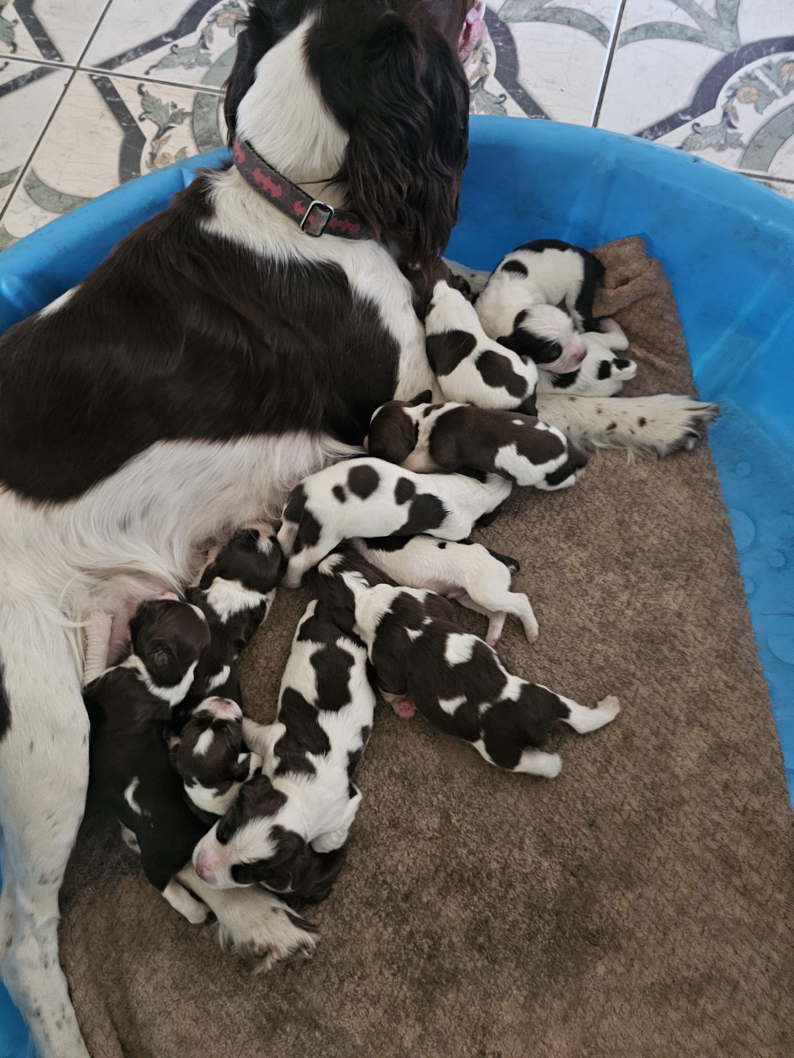 English springer spaniel image 3