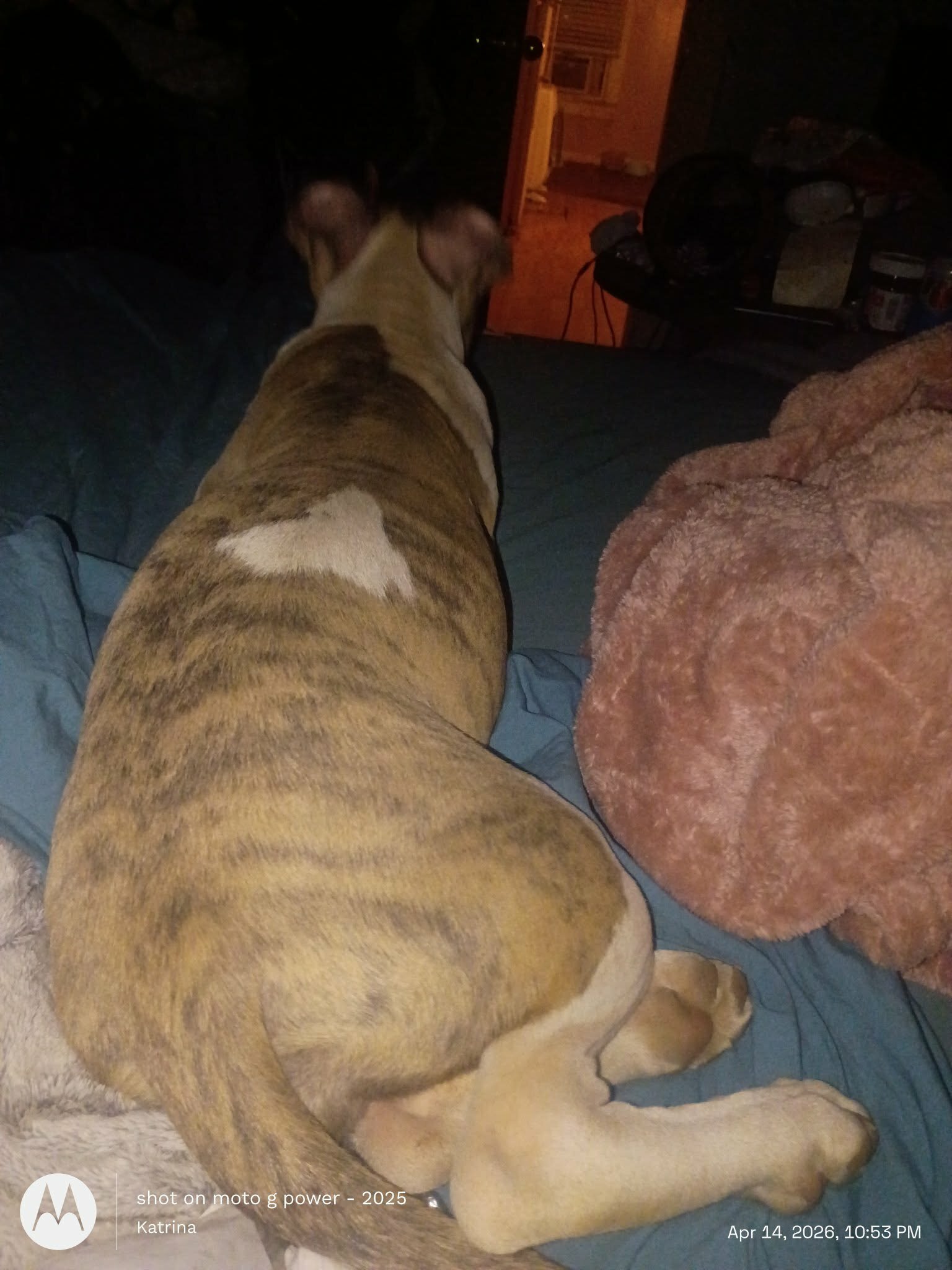 Bully pitbull puppy image 1