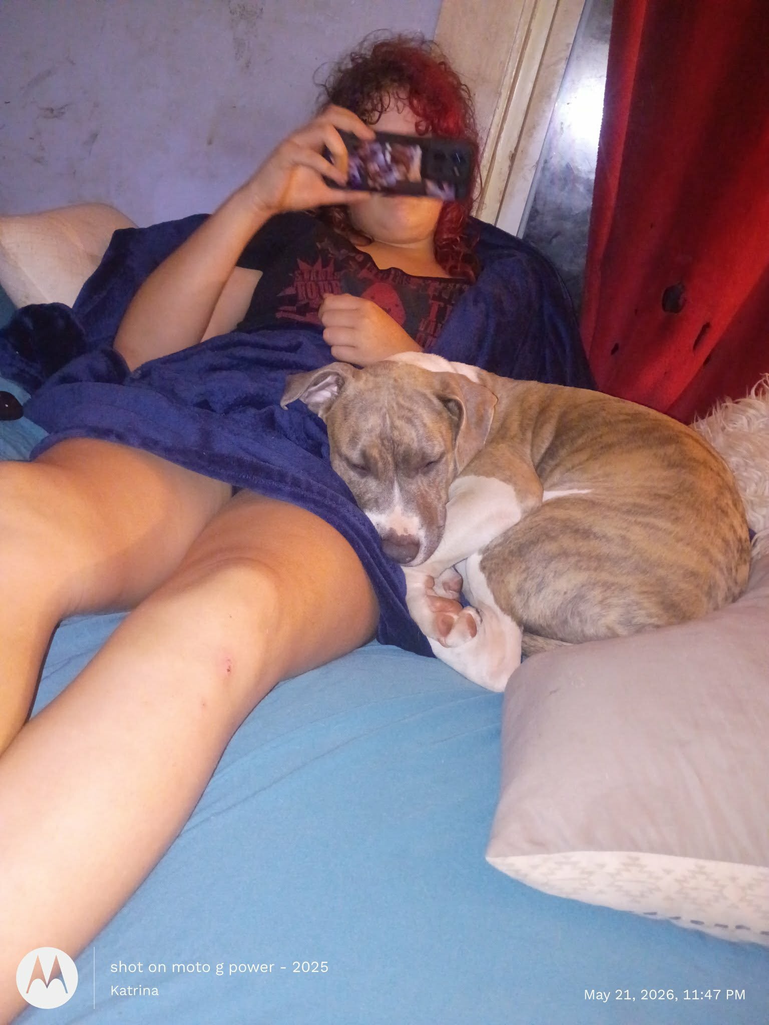 Bully pitbull puppy image 6