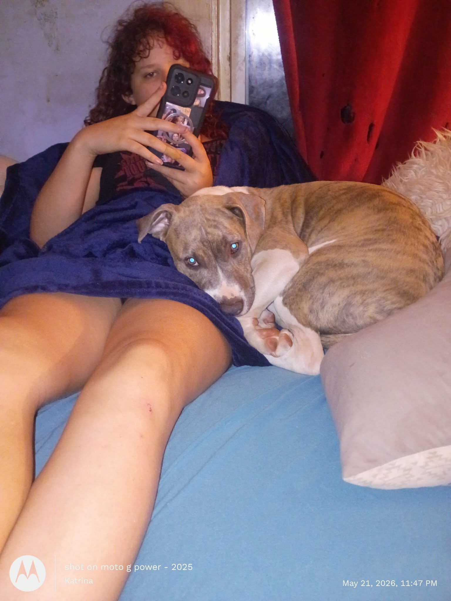 Bully pitbull puppy image 4